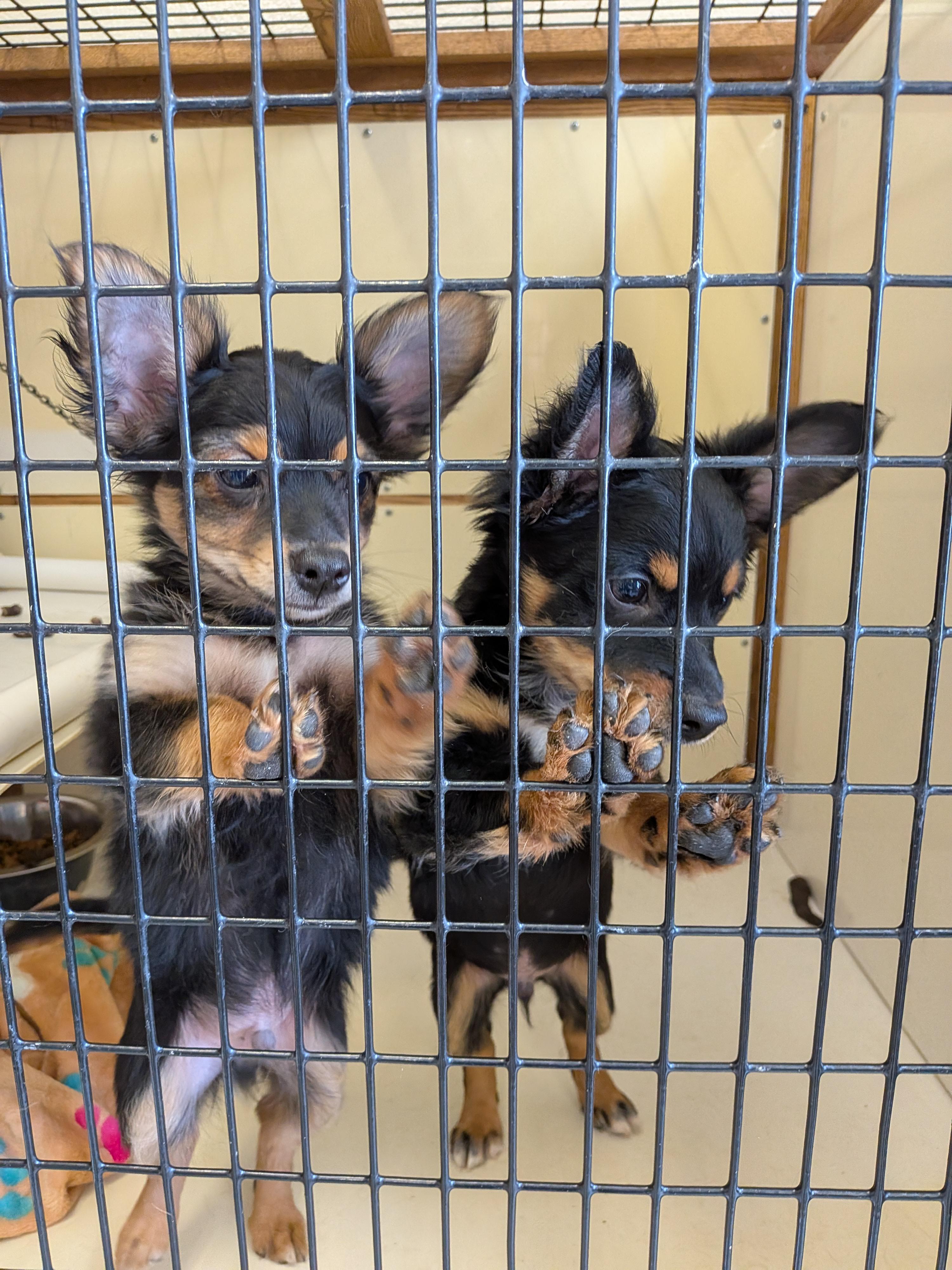 Enlarge Puppies (males), an adopted mixed breed in Hermiston, OR image 1/3