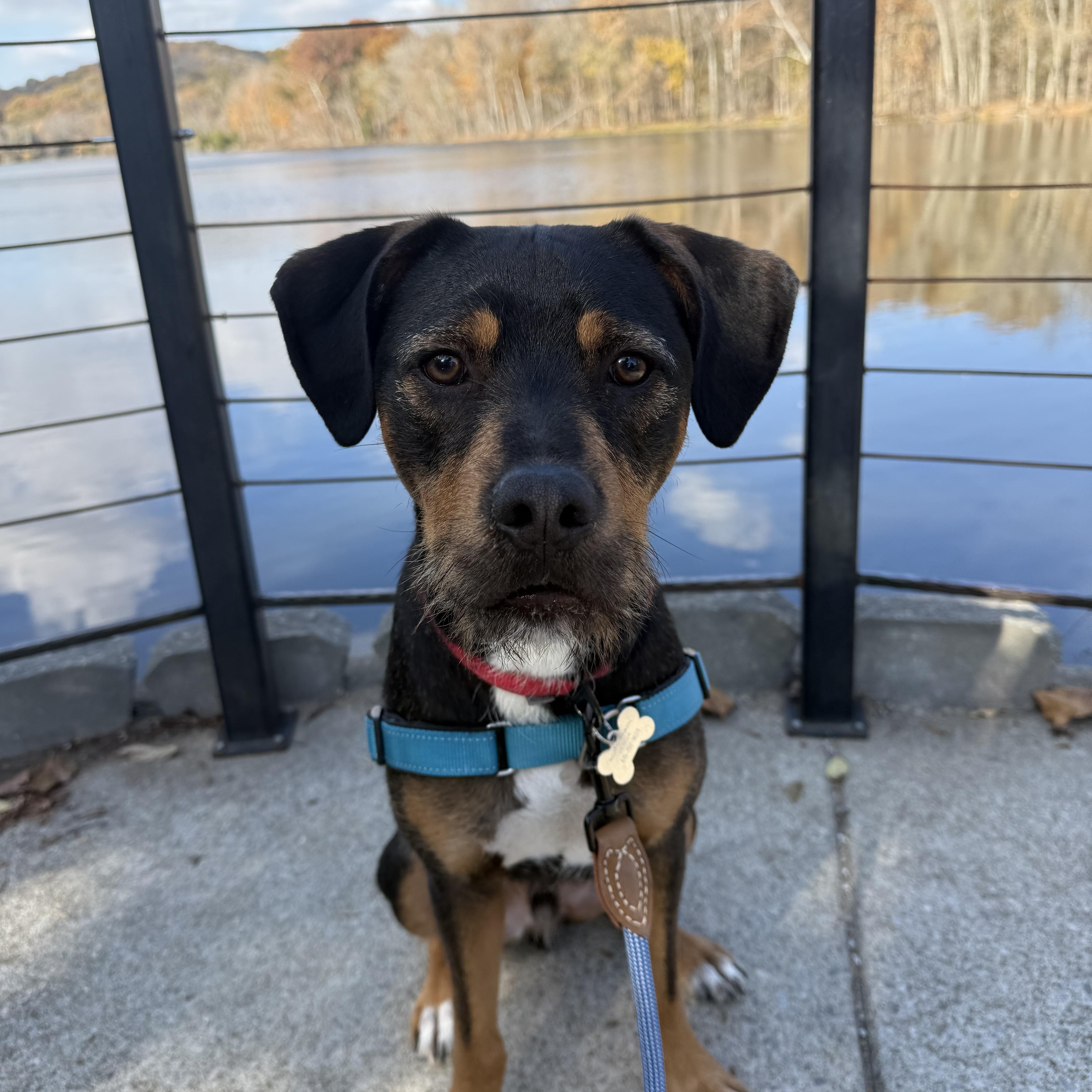 Enlarge Alvin, a Adoptable mixed breed in Nashville, TN image 6/6