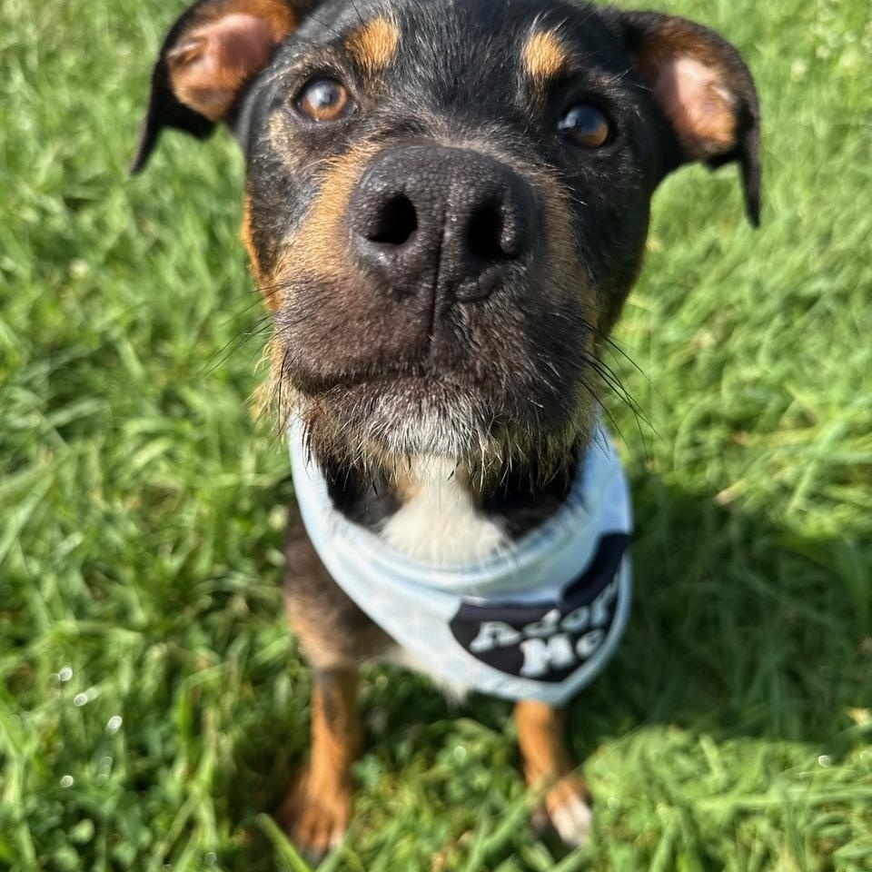 Enlarge Alvin, a Adoptable mixed breed in Nashville, TN image 2/6