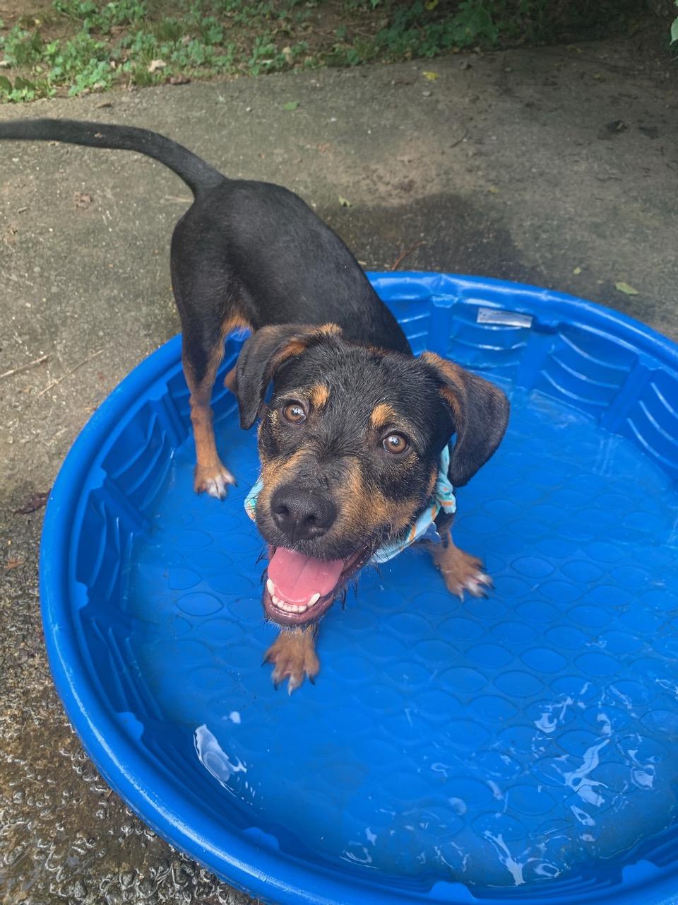 Enlarge Alvin, a Adoptable mixed breed in Nashville, TN image 4/6