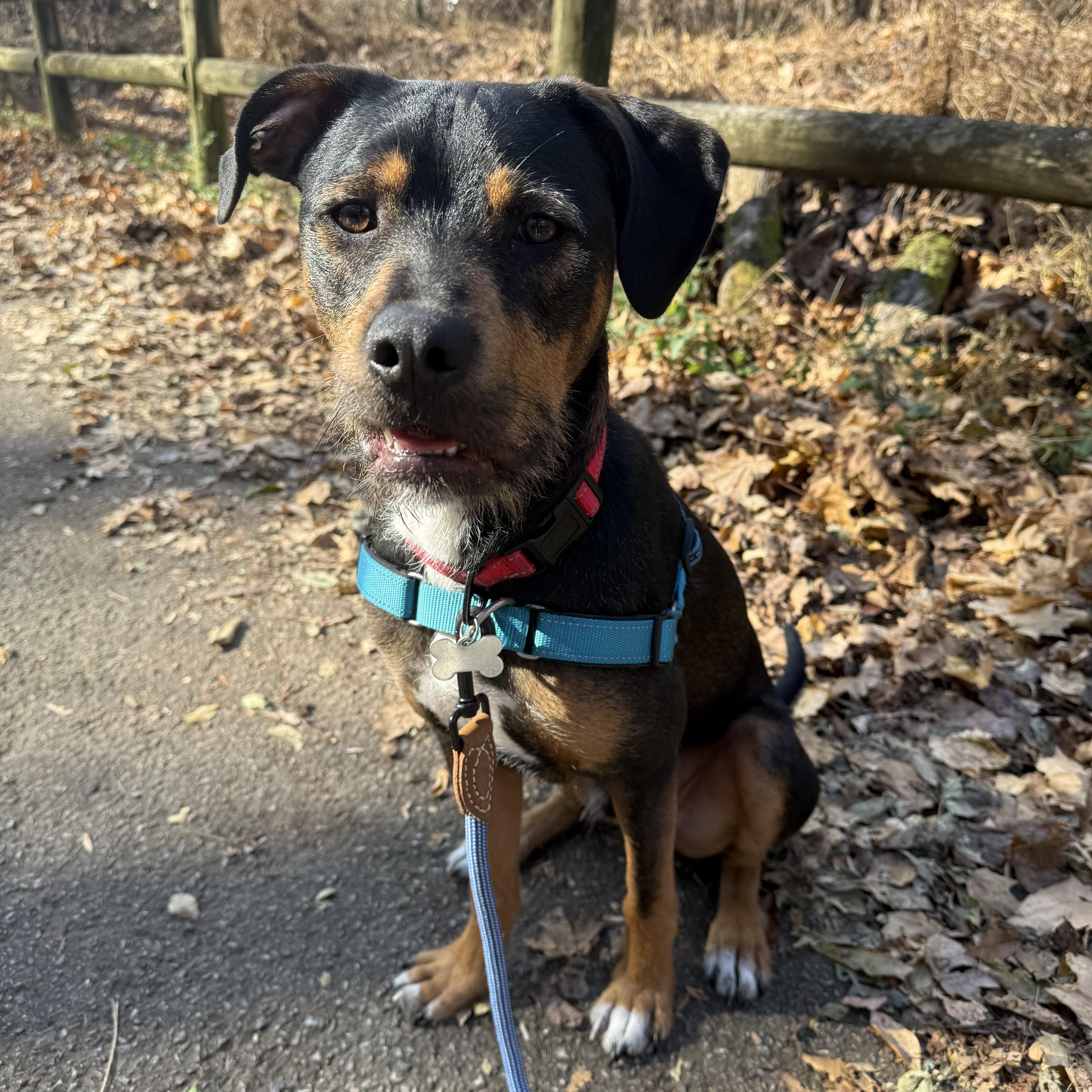 Enlarge Alvin, a Adoptable mixed breed in Nashville, TN image 5/6