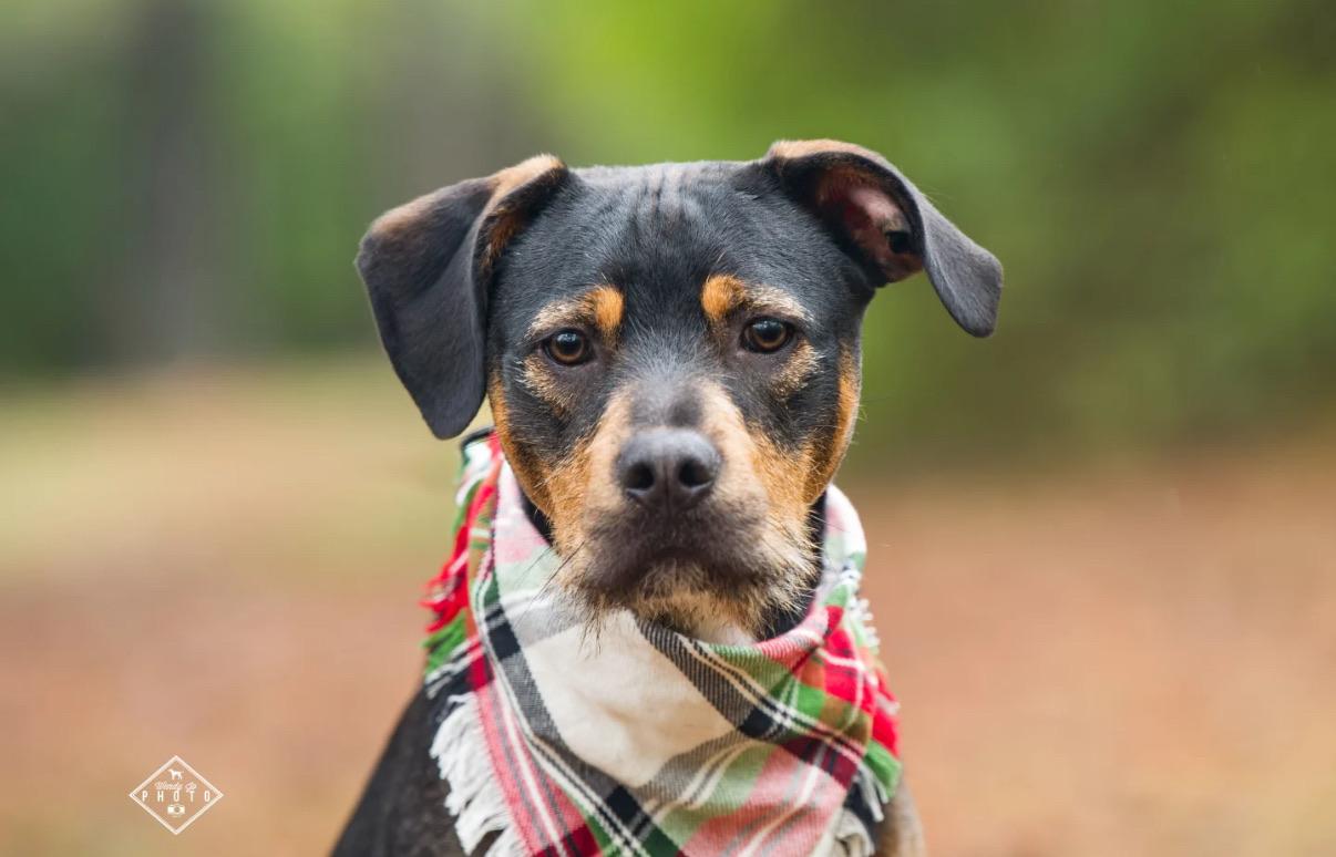 Alvin, Adoptable, Young Male Terrier & Hound.