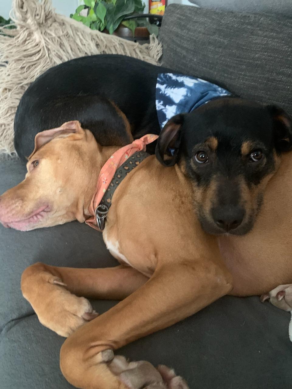 Enlarge Alvin, a Adoptable mixed breed in Nashville, TN image 5/6