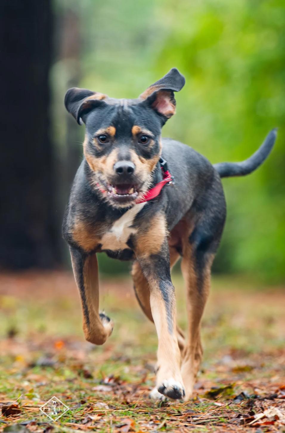 Enlarge Alvin, a Adoptable mixed breed in Nashville, TN image 2/6
