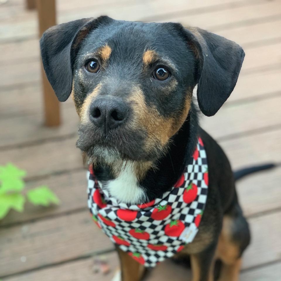 Enlarge Alvin, a Adoptable mixed breed in Nashville, TN image 1/6