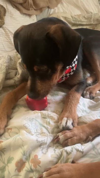 Enlarge Alvin, a Adoptable mixed breed in Nashville, TN video 6/6