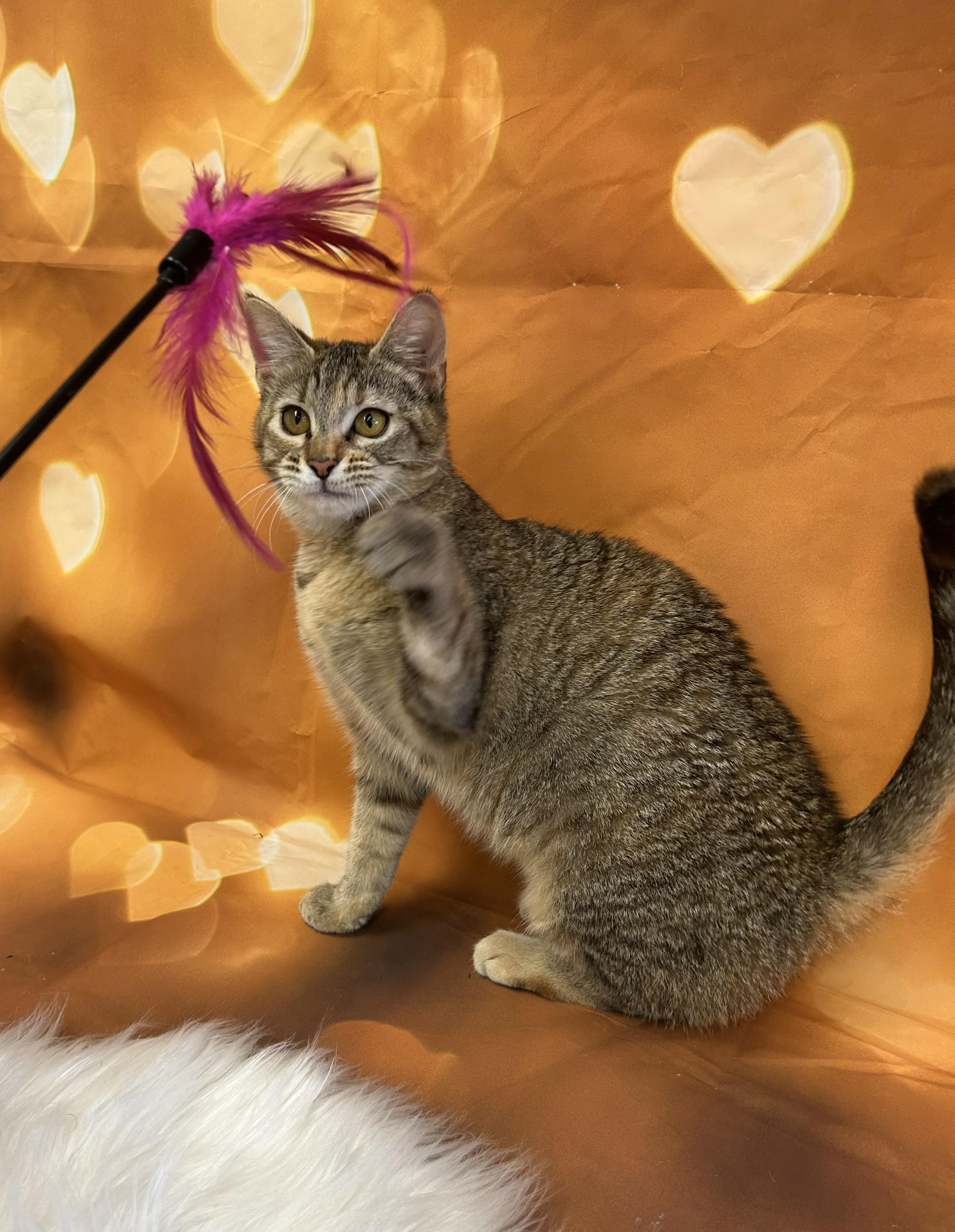 Enlarge Cleo, a ADOPTABLE Domestic Short Hair in Union Gap, WA image 2/3