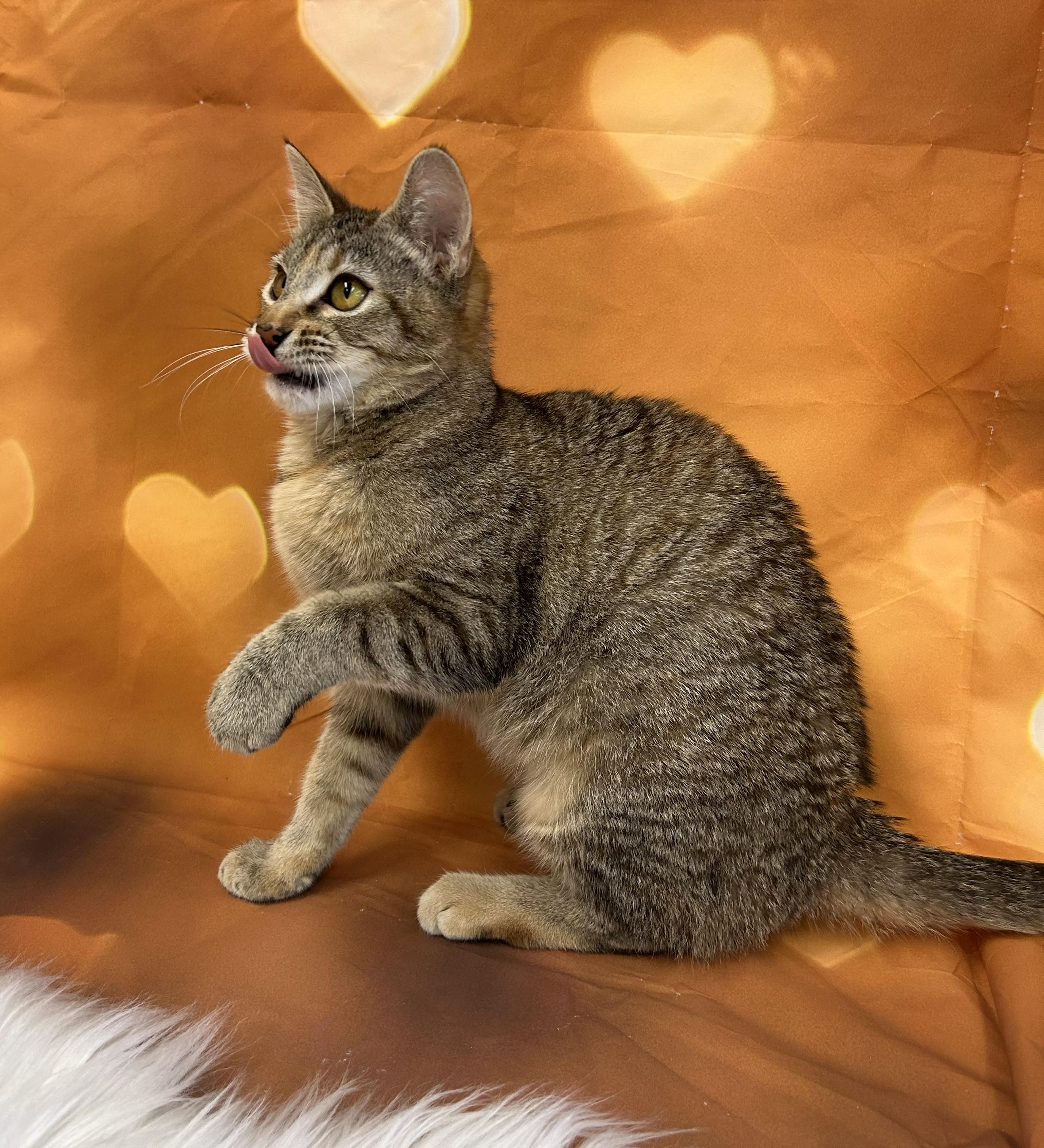 Cleo, ADOPTABLE, Young Female Domestic Short Hair.