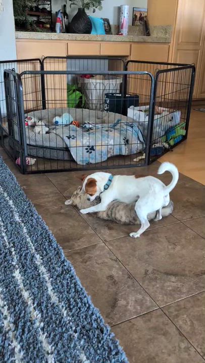 Enlarge Cleo, a ADOPTABLE Domestic Short Hair in Union Gap, WA video 3/3