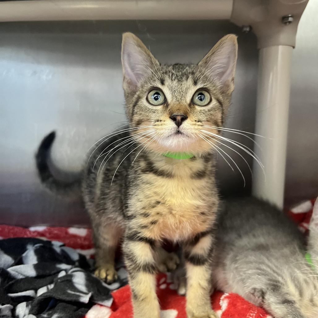 Enlarge Rocky, a Adoptable Domestic Short Hair in Fort Wayne, IN image 1/1