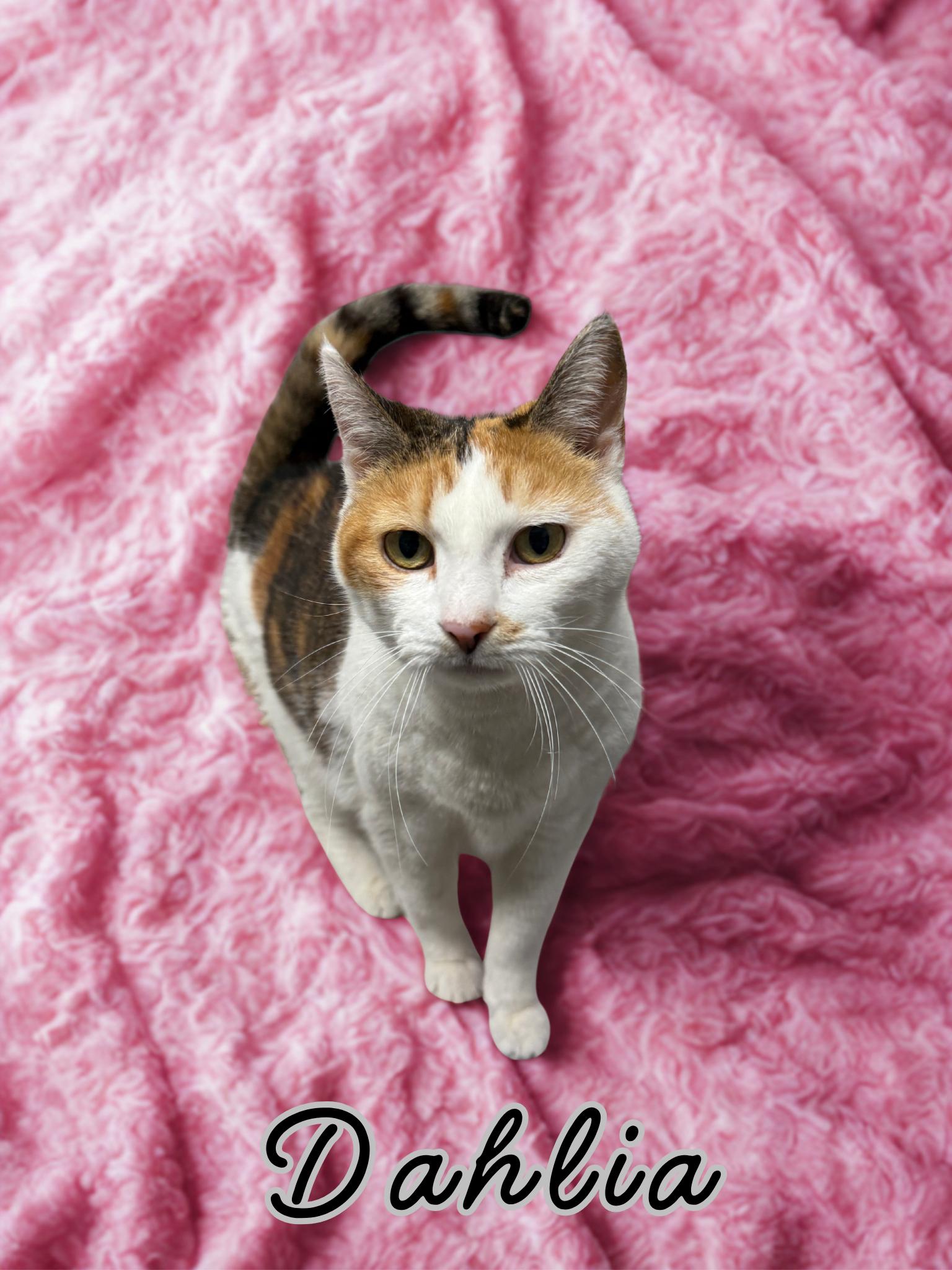 Dahlia, adopted, Senior Female Domestic Short Hair.