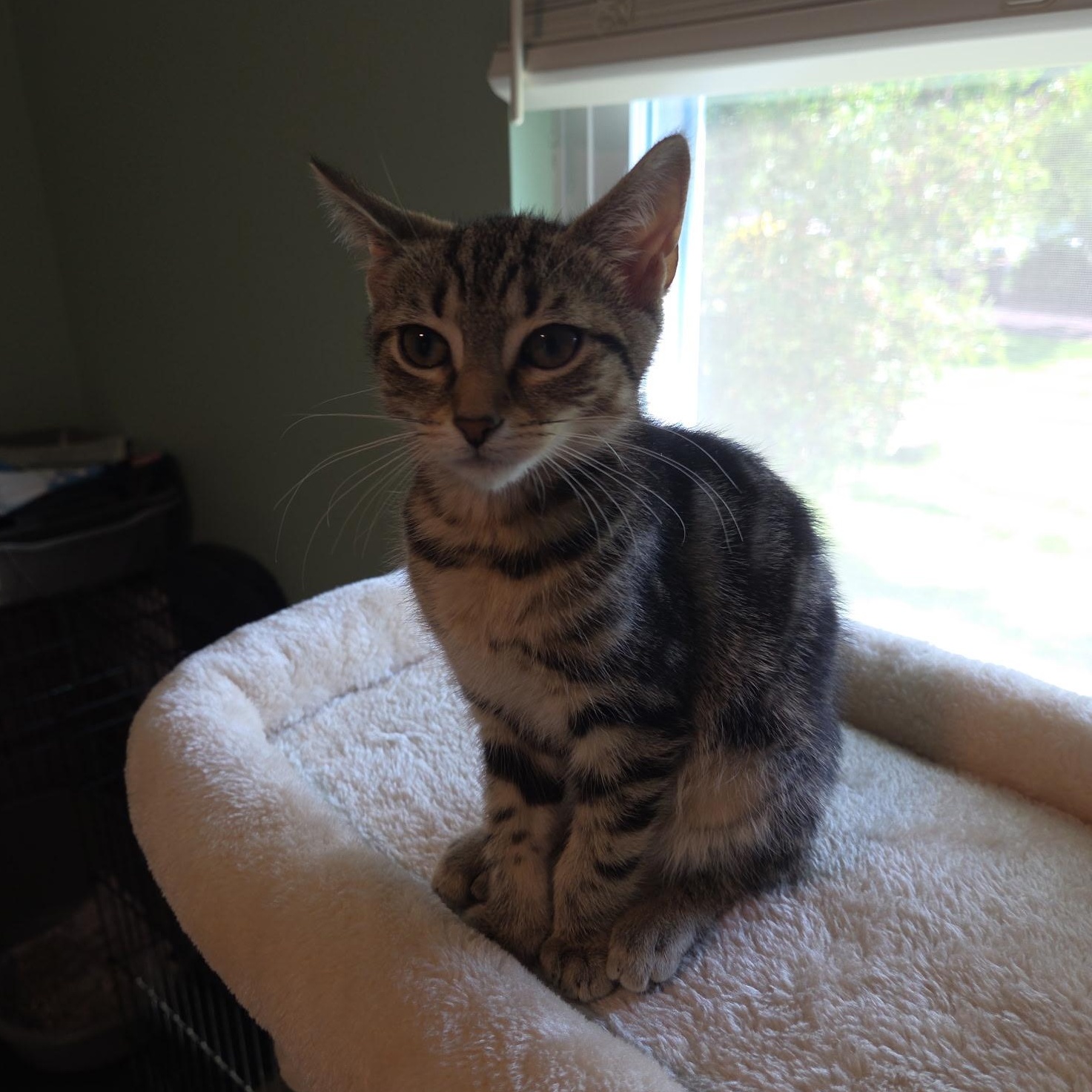 Honey, a Adoptable mixed breed in Moriches, NY image 2/3