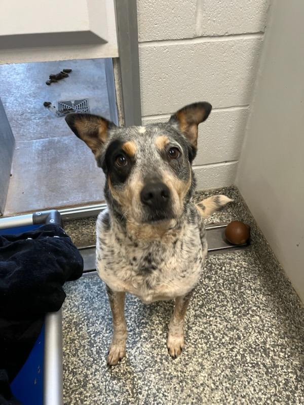 Enlarge Sonar (hard of hearing), a Adoptable Cattle Dog in Mustang, OK image 1/1