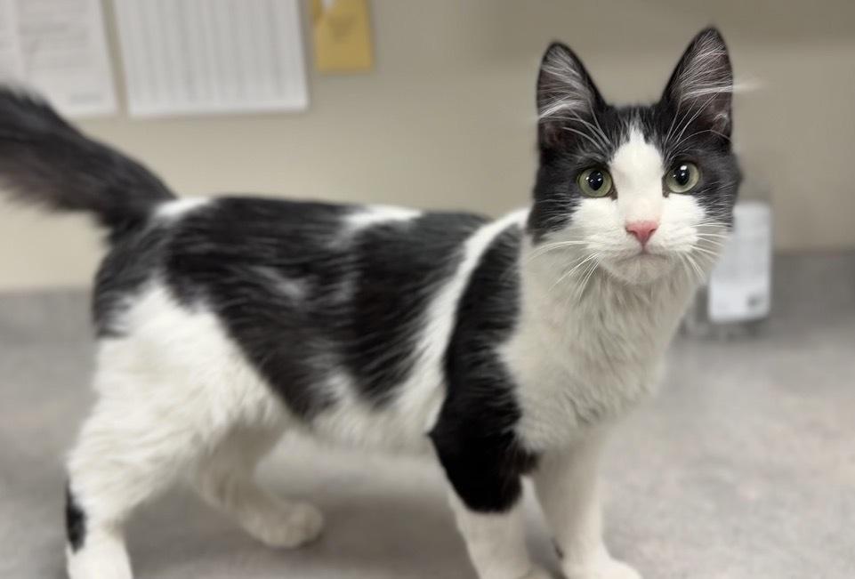 Sparrow, Adoptable, Adult Female Domestic Medium Hair.