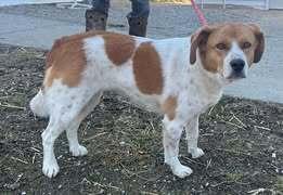 Enlarge Jewel, a Adoptable mixed breed in Owenton, KY image 1/1