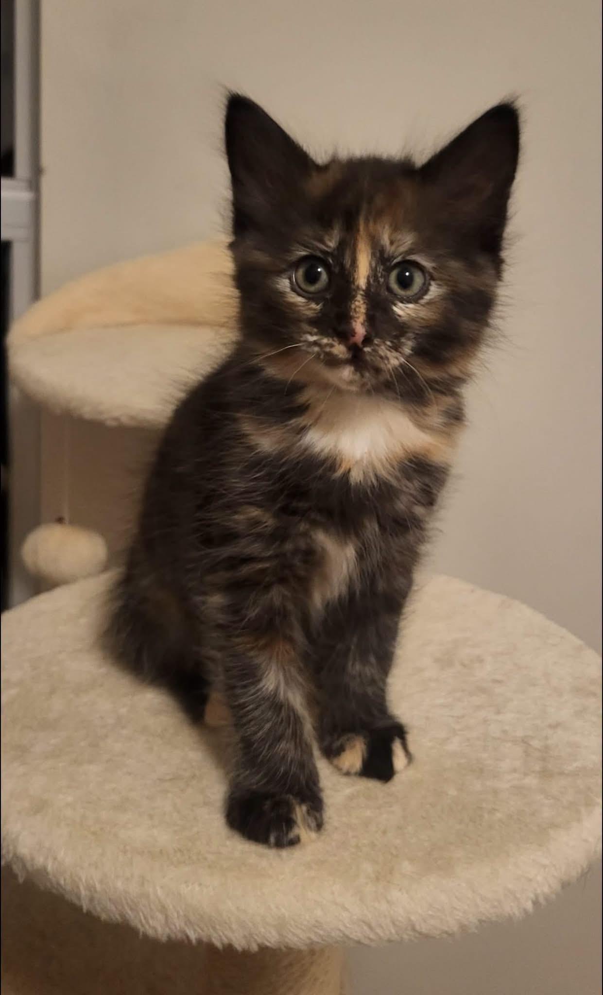 Brittney, Adoptable, Kitten Female Domestic Medium Hair.