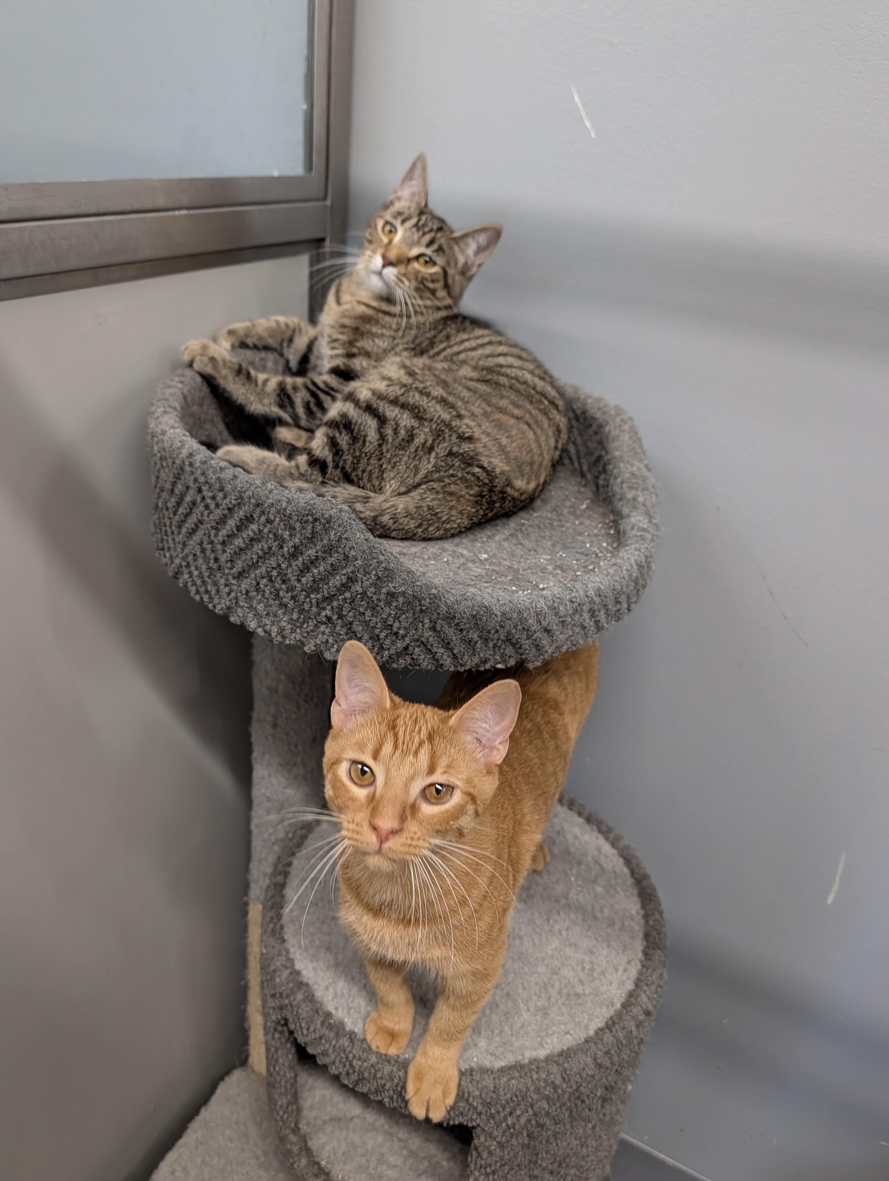 Apollo and Crumble, ADOPTABLE, Young Male Domestic Short Hair.