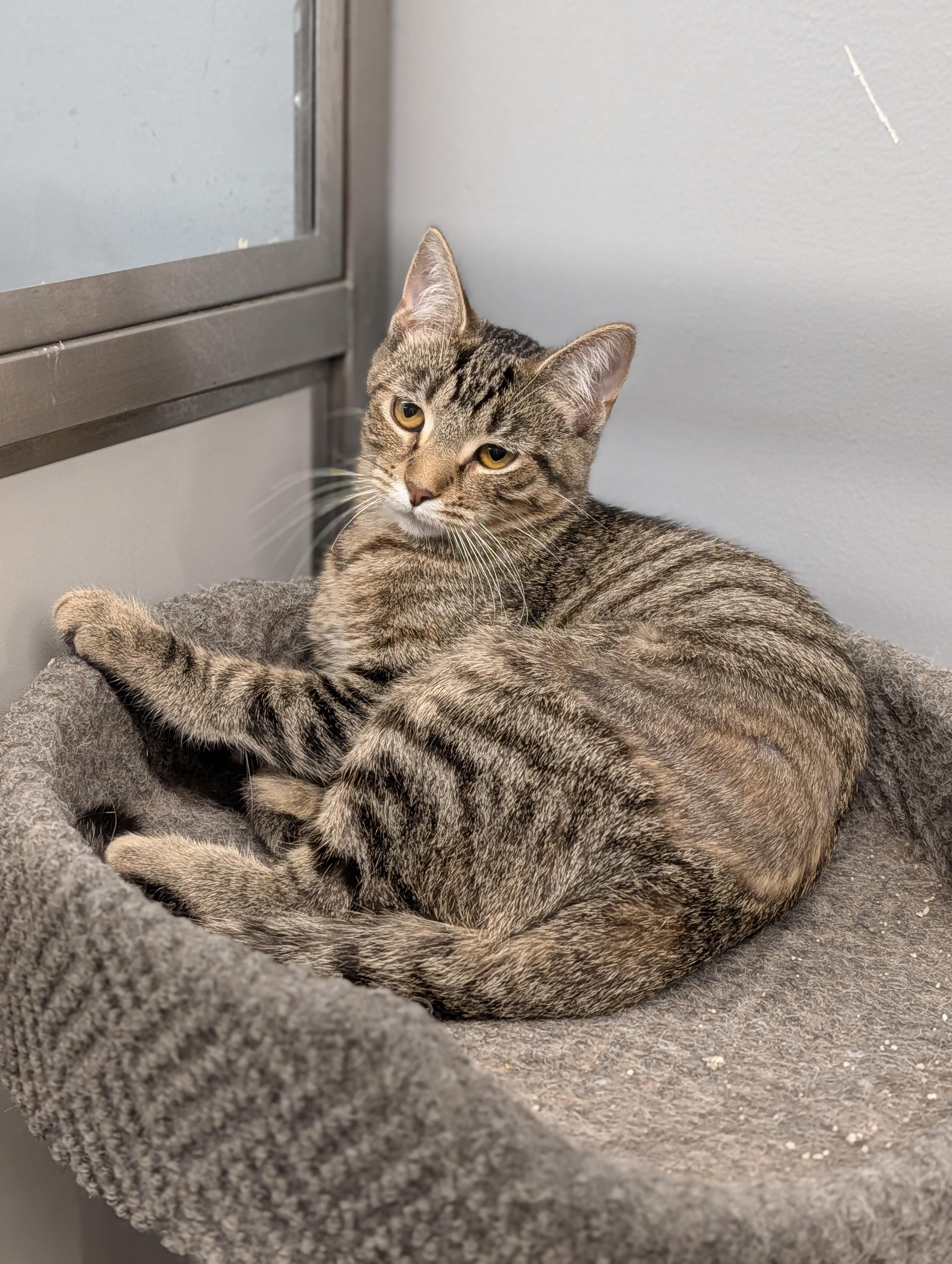 Enlarge Apollo and Crumble, a ADOPTABLE Domestic Short Hair in Cape Girardeau, MO image 3/3