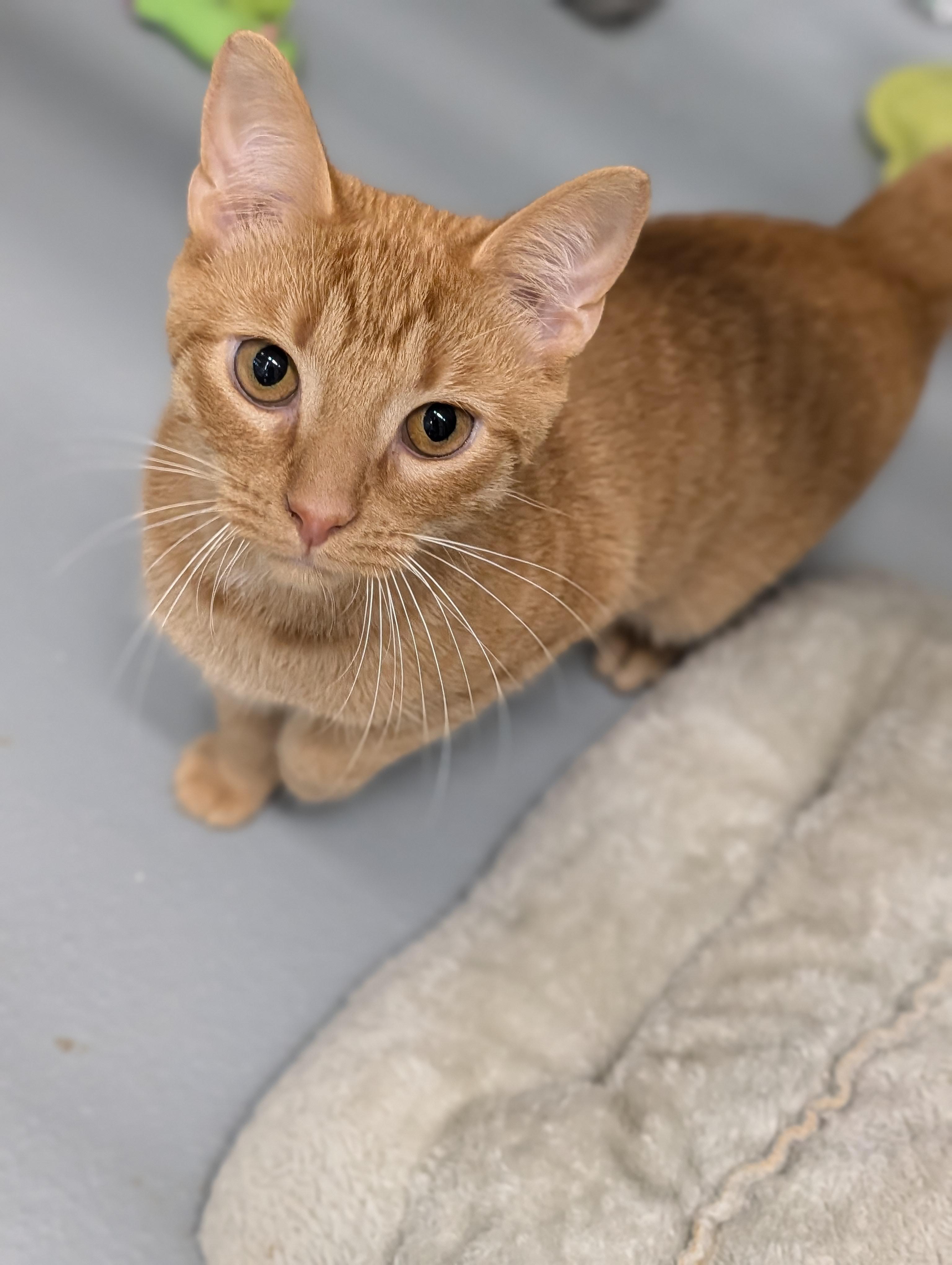 Enlarge Apollo and Crumble, a ADOPTABLE Domestic Short Hair in Cape Girardeau, MO image 2/3