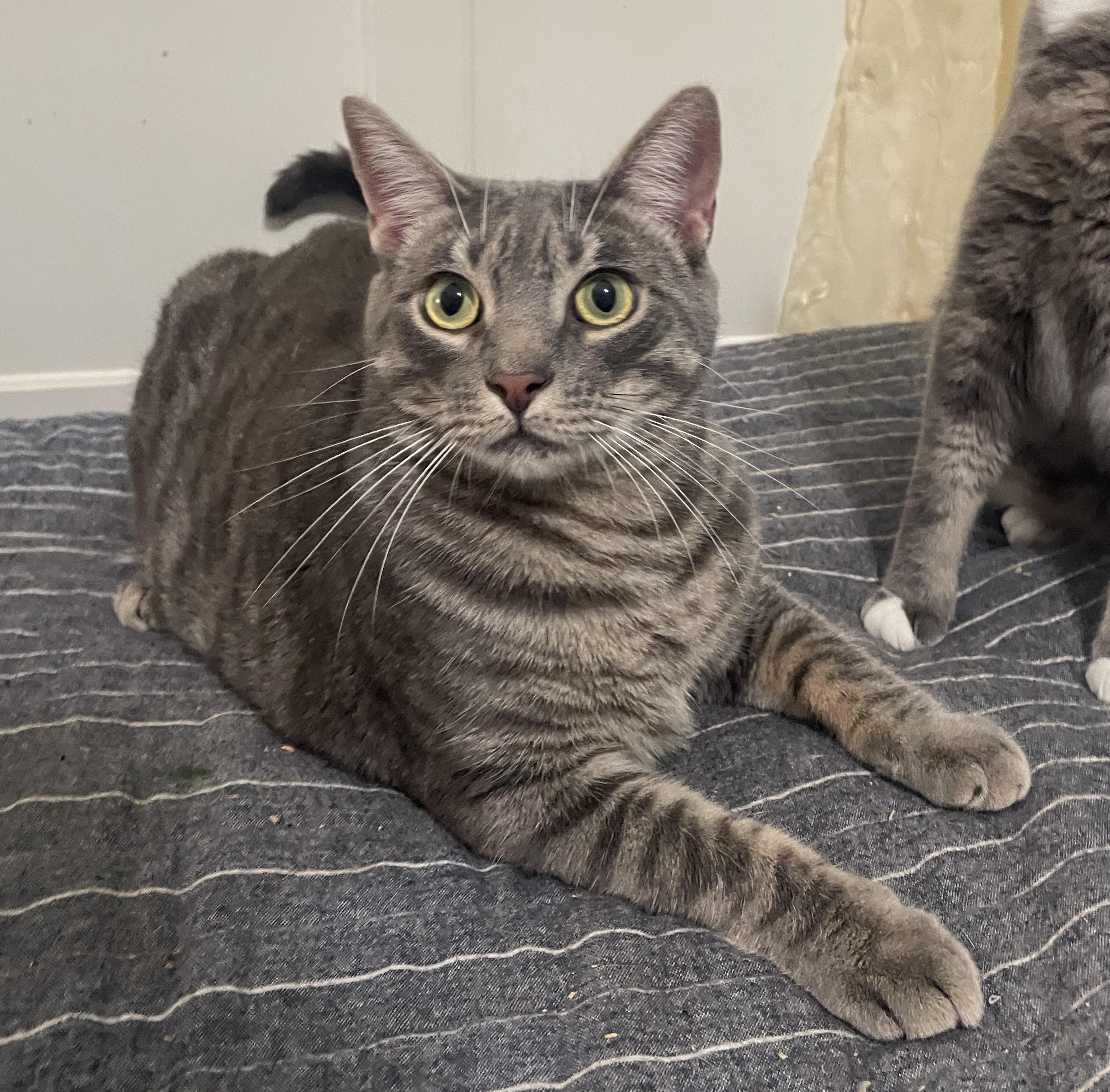 Wonton, Adoptable, Adult Male Domestic Short Hair.