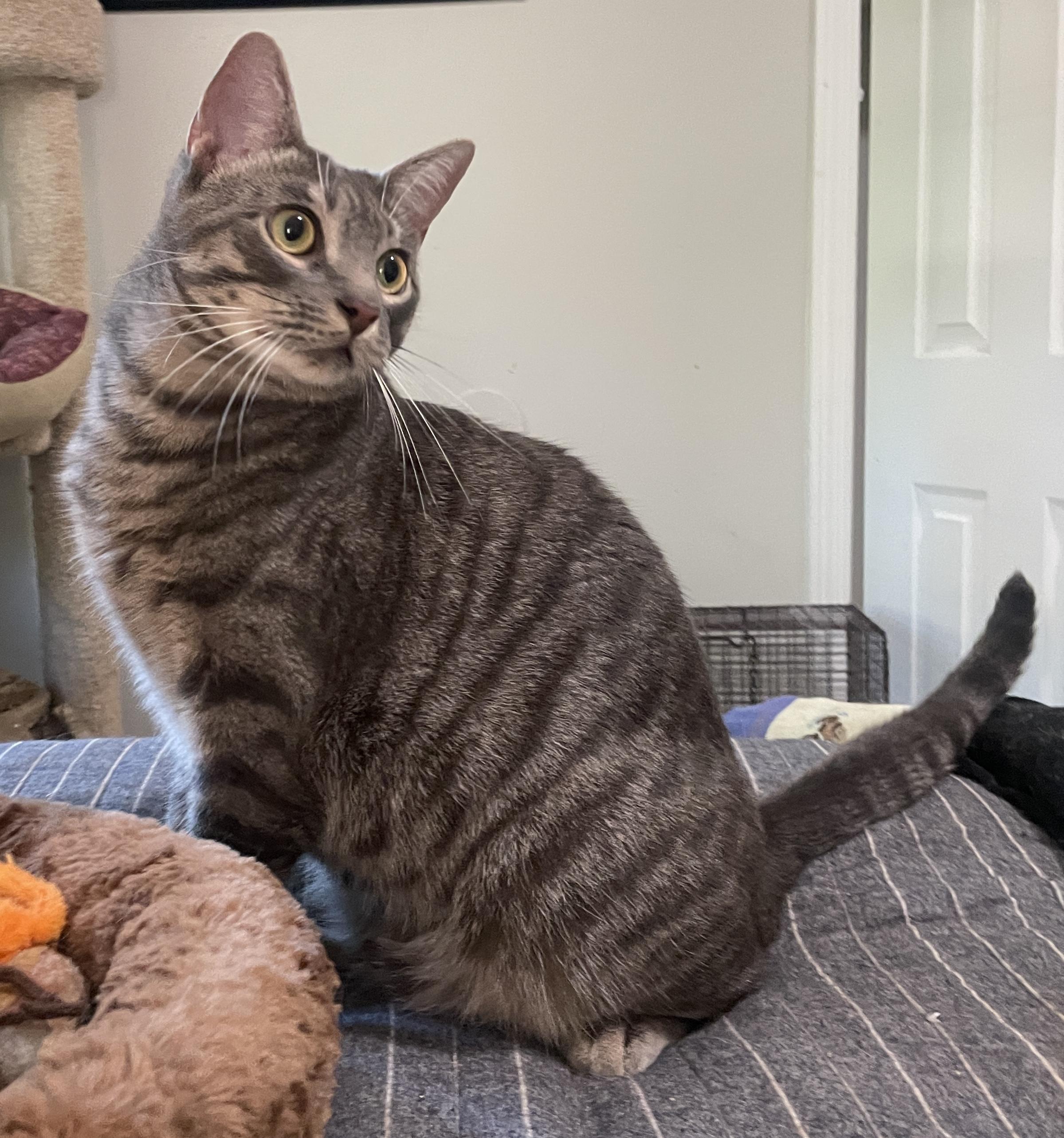 Enlarge Wonton, a Adoptable Domestic Short Hair in Smyrna, GA image 2/6