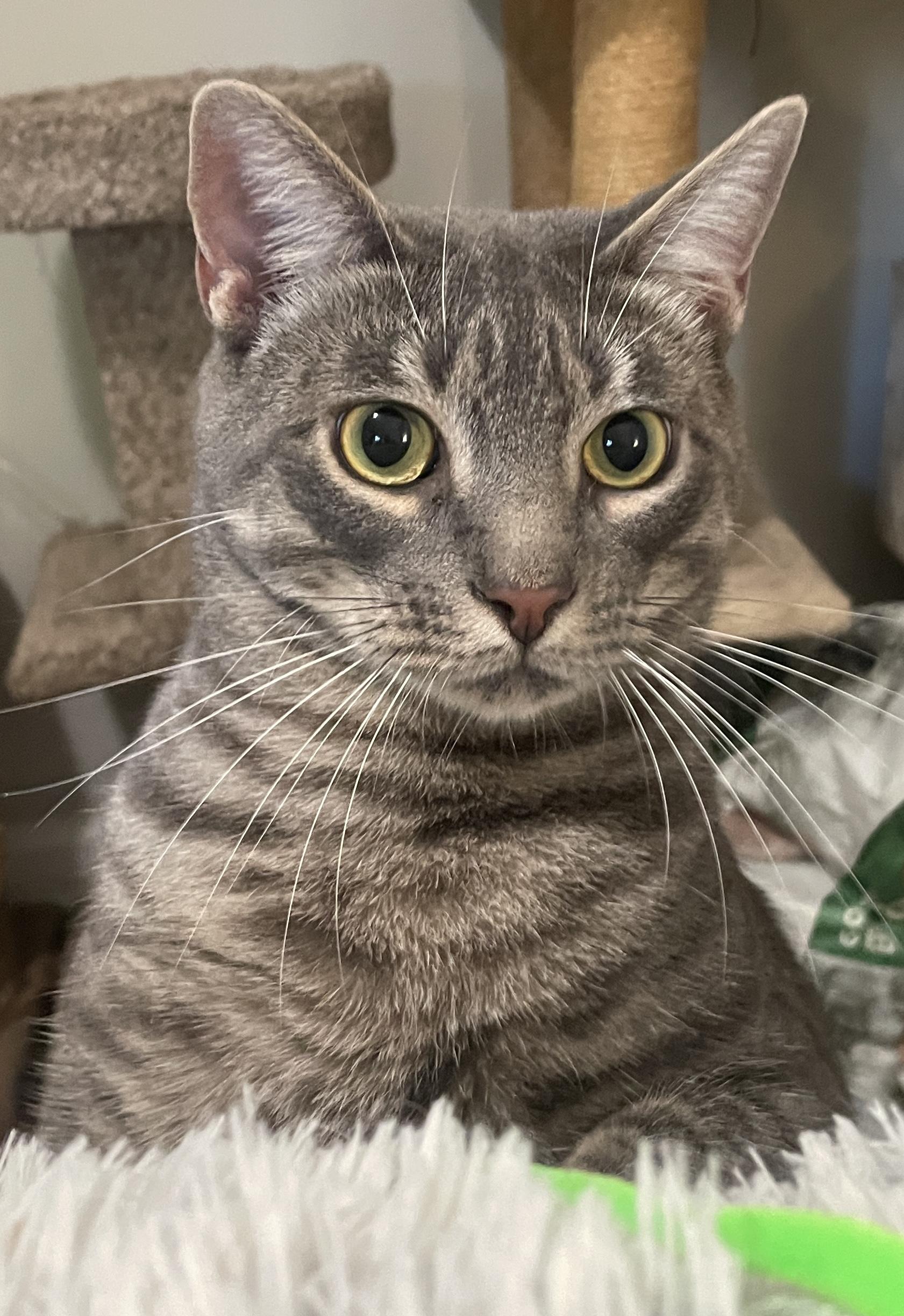 Enlarge Wonton, a Adoptable Domestic Short Hair in Smyrna, GA image 4/6