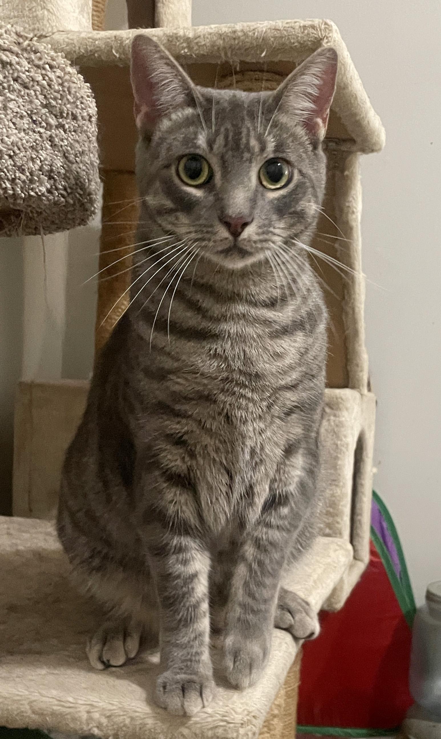 Enlarge Wonton, a Adoptable Domestic Short Hair in Smyrna, GA image 5/6