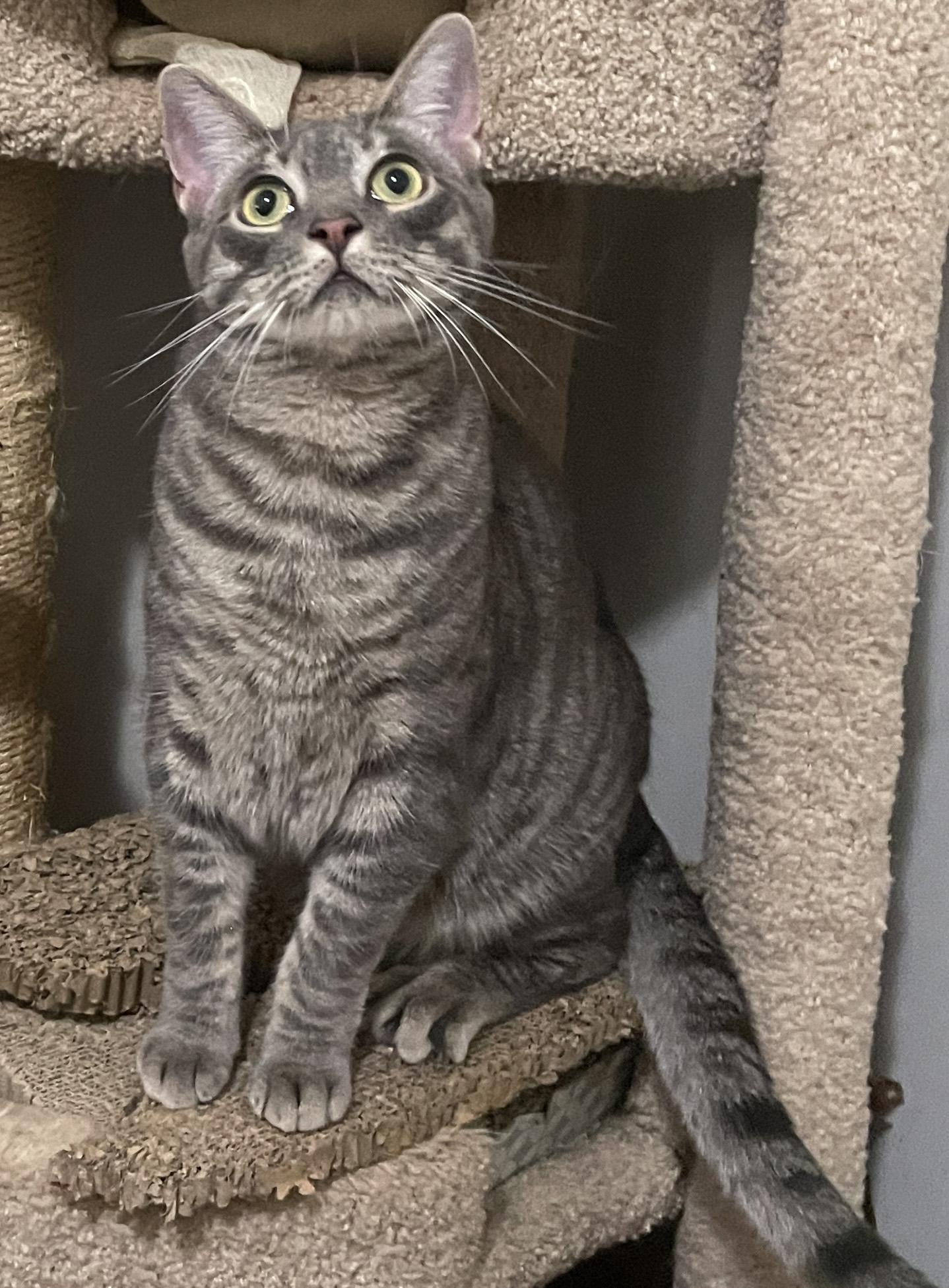 Enlarge Wonton, a Adoptable Domestic Short Hair in Smyrna, GA image 6/6