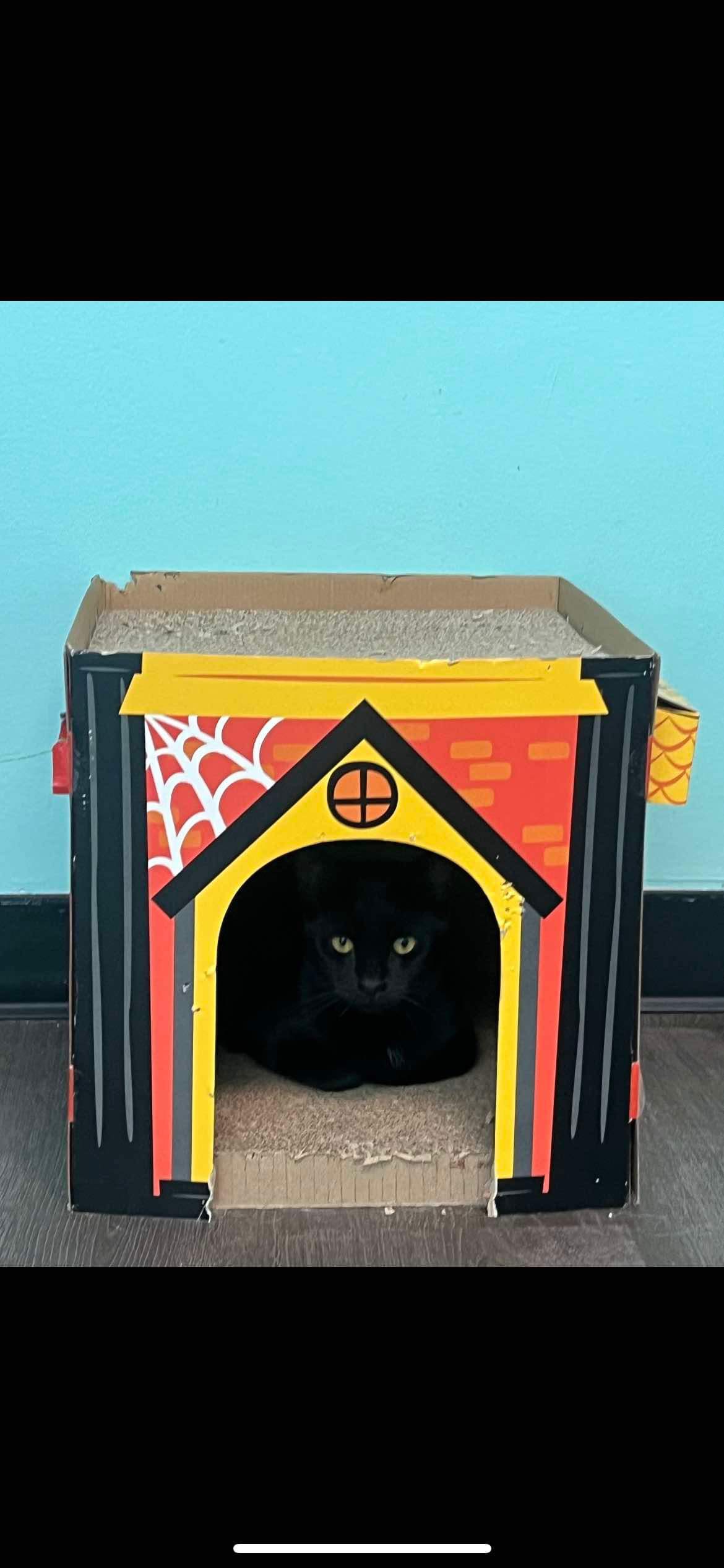 Cat for adoption Blackberry, a Domestic Short Hair in Penfield, NY