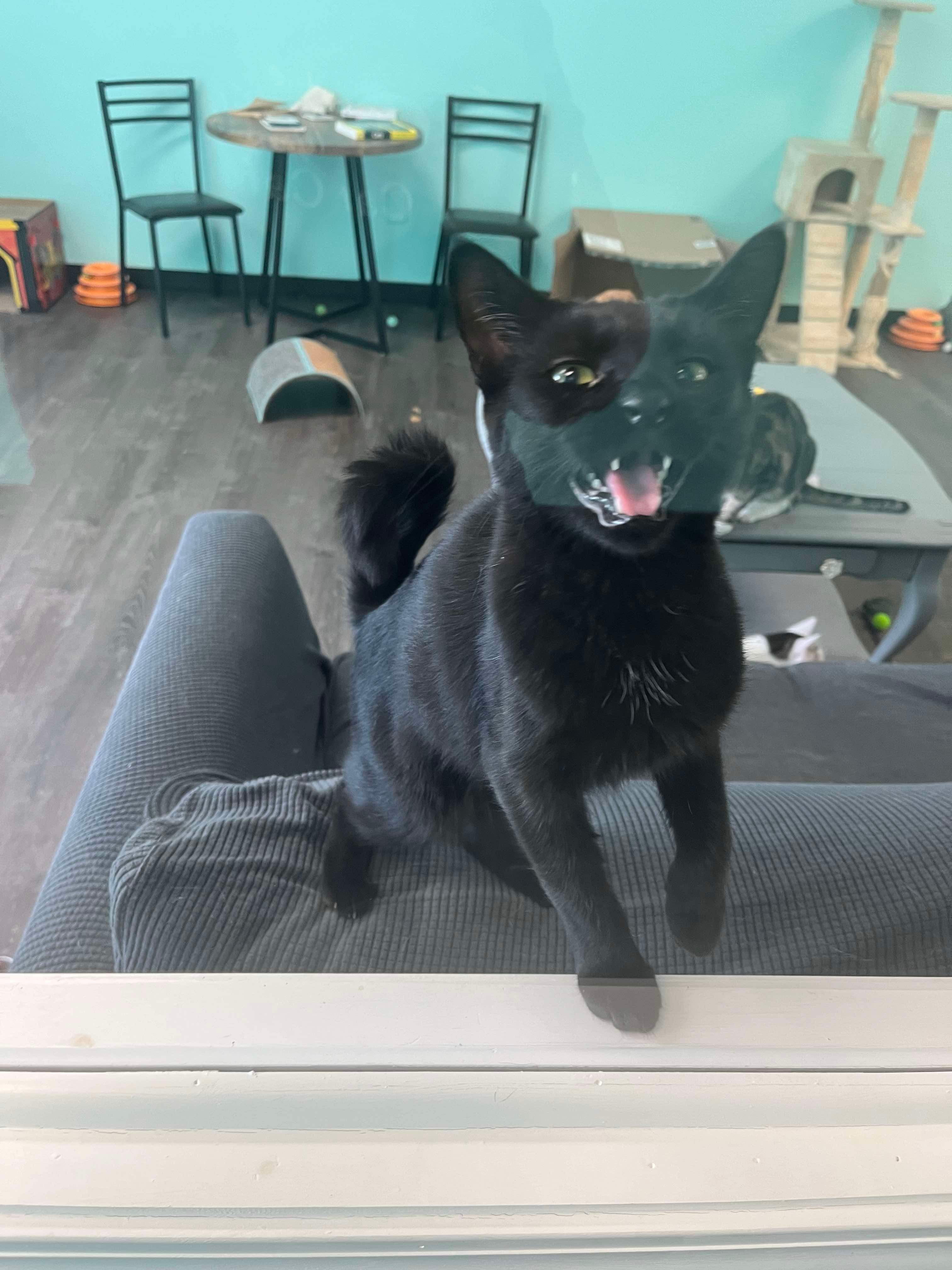 Cat for adoption Blackberry, a Domestic Short Hair in Penfield, NY