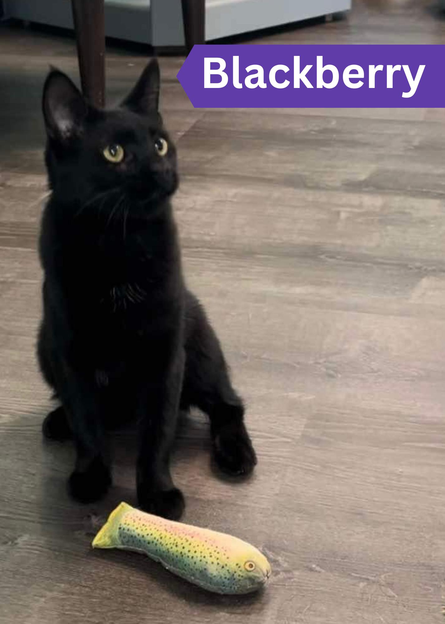 Cat for adoption Blackberry, a Domestic Short Hair in Penfield, NY