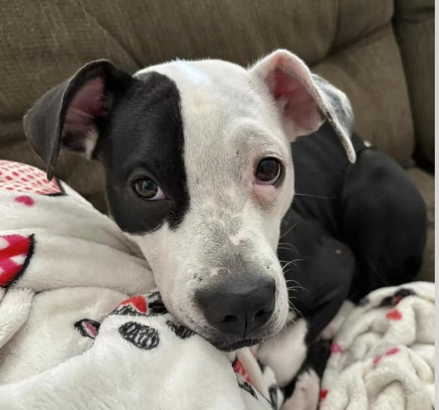 Lucy, Adoptable, Adult Female Boxer.