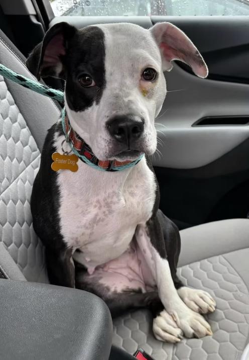 Enlarge Lucy, a Adoptable mixed breed in Pleasant Valley, NY image 2/3