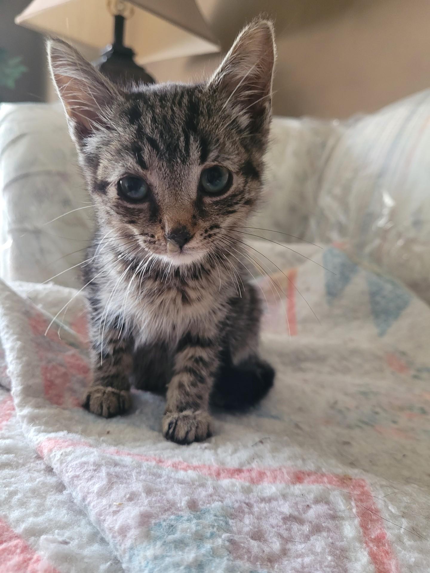 SPENCER, Adoptable, Kitten Male Tabby & Domestic Short Hair.