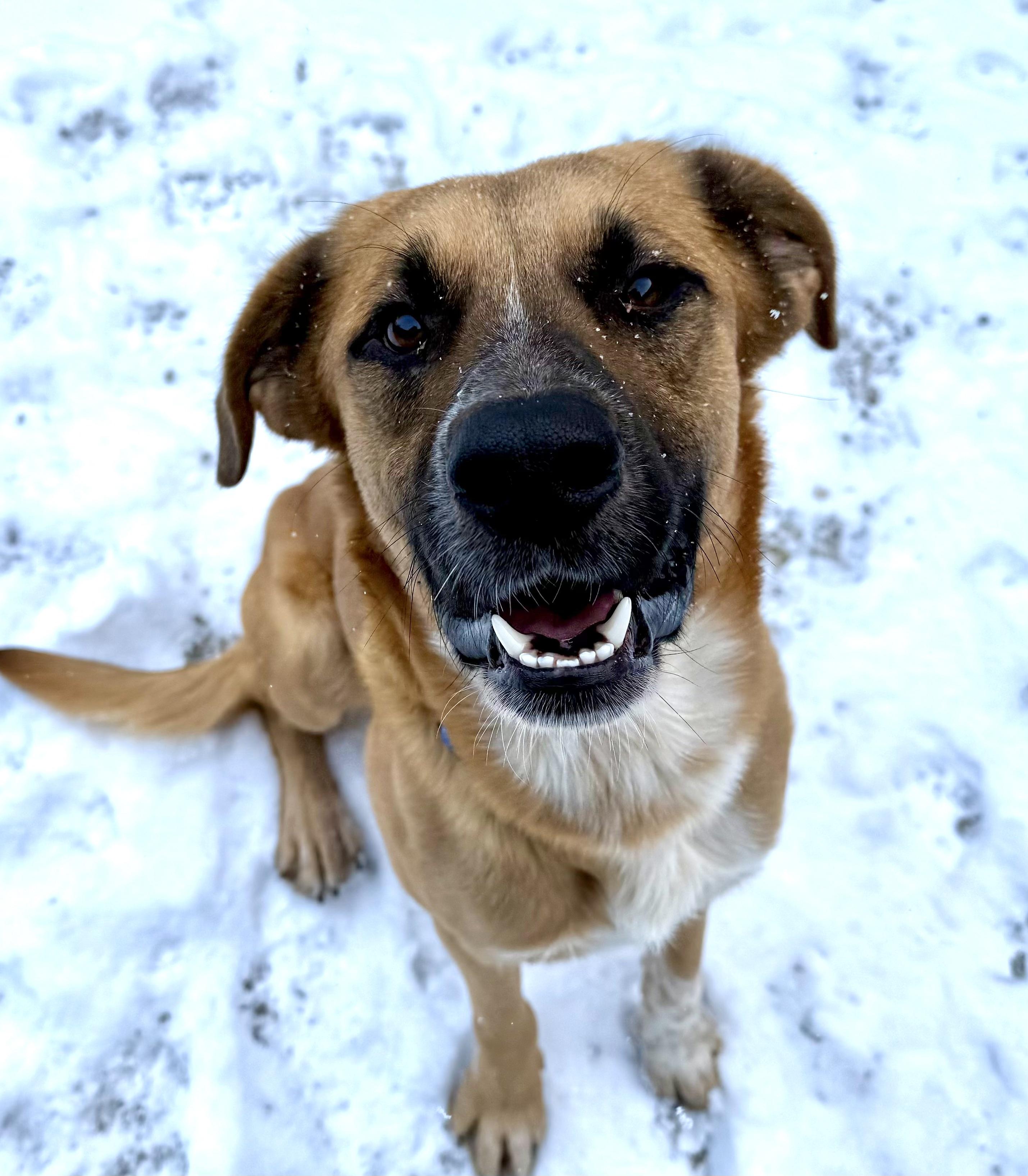 Enlarge Lenny, a Adopted mixed breed in Accord, NY image 1/3