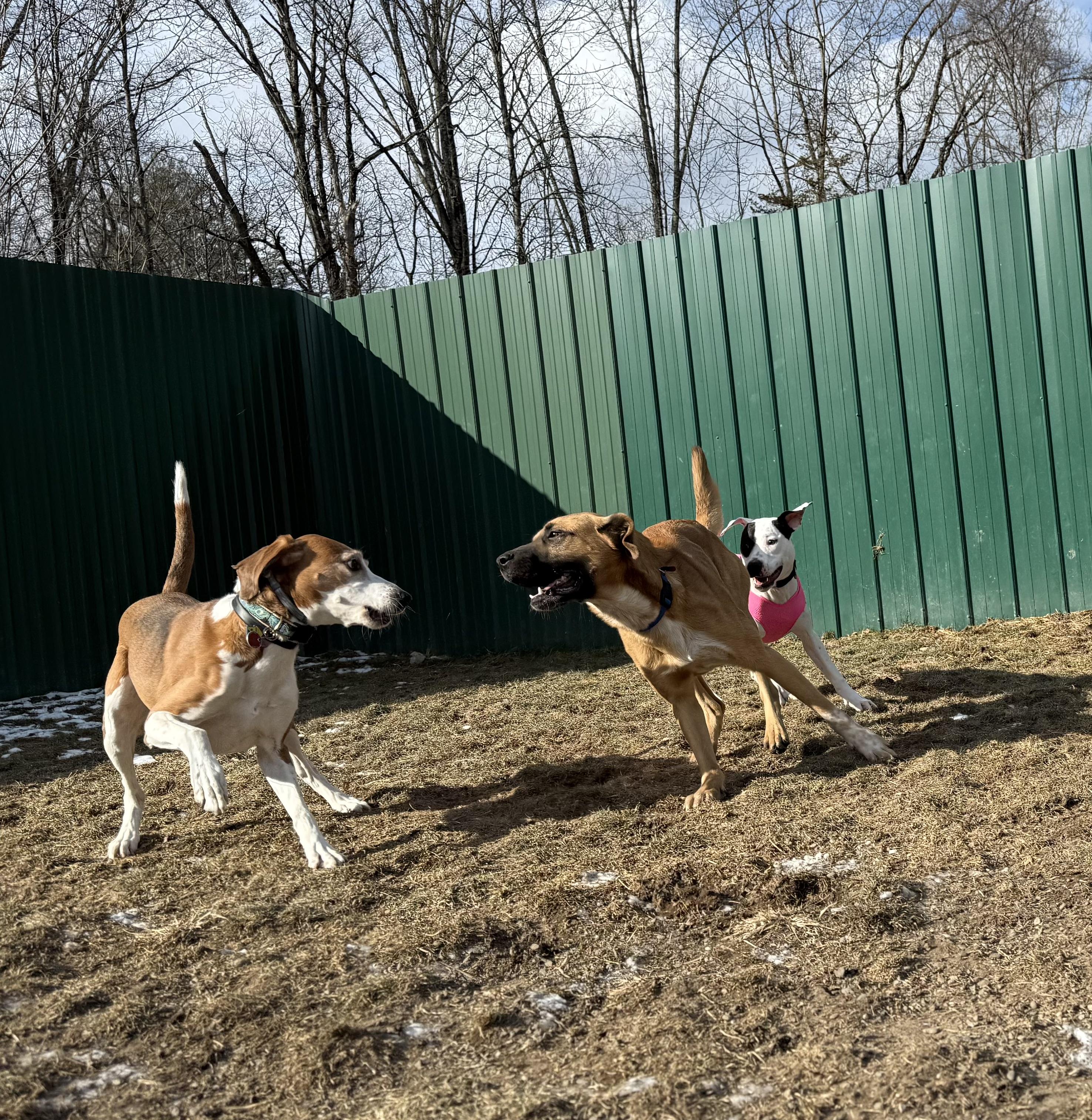 Enlarge Lenny, a Adopted mixed breed in Accord, NY image 3/3