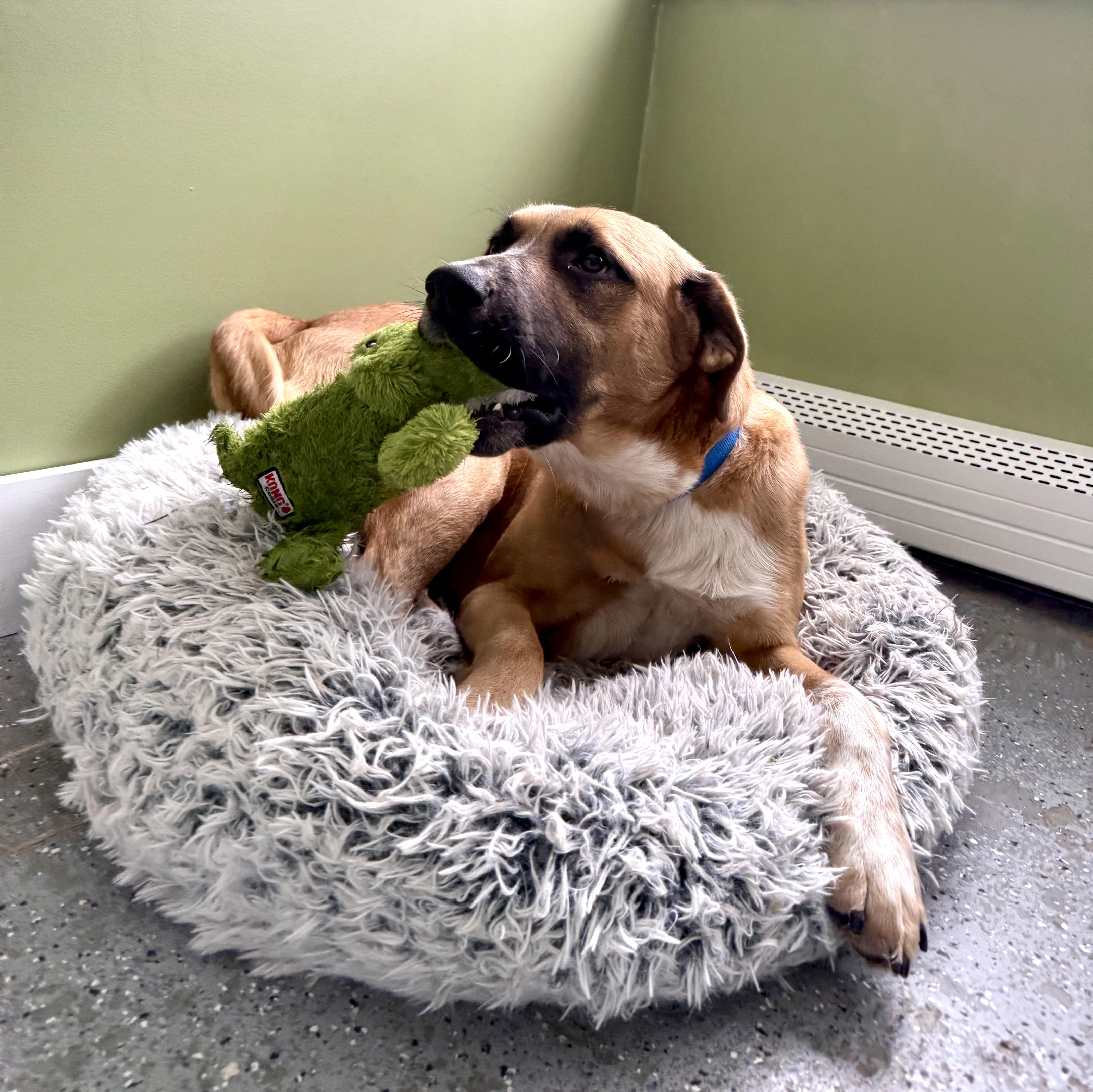 Enlarge Lenny, a Adopted mixed breed in Accord, NY image 2/3