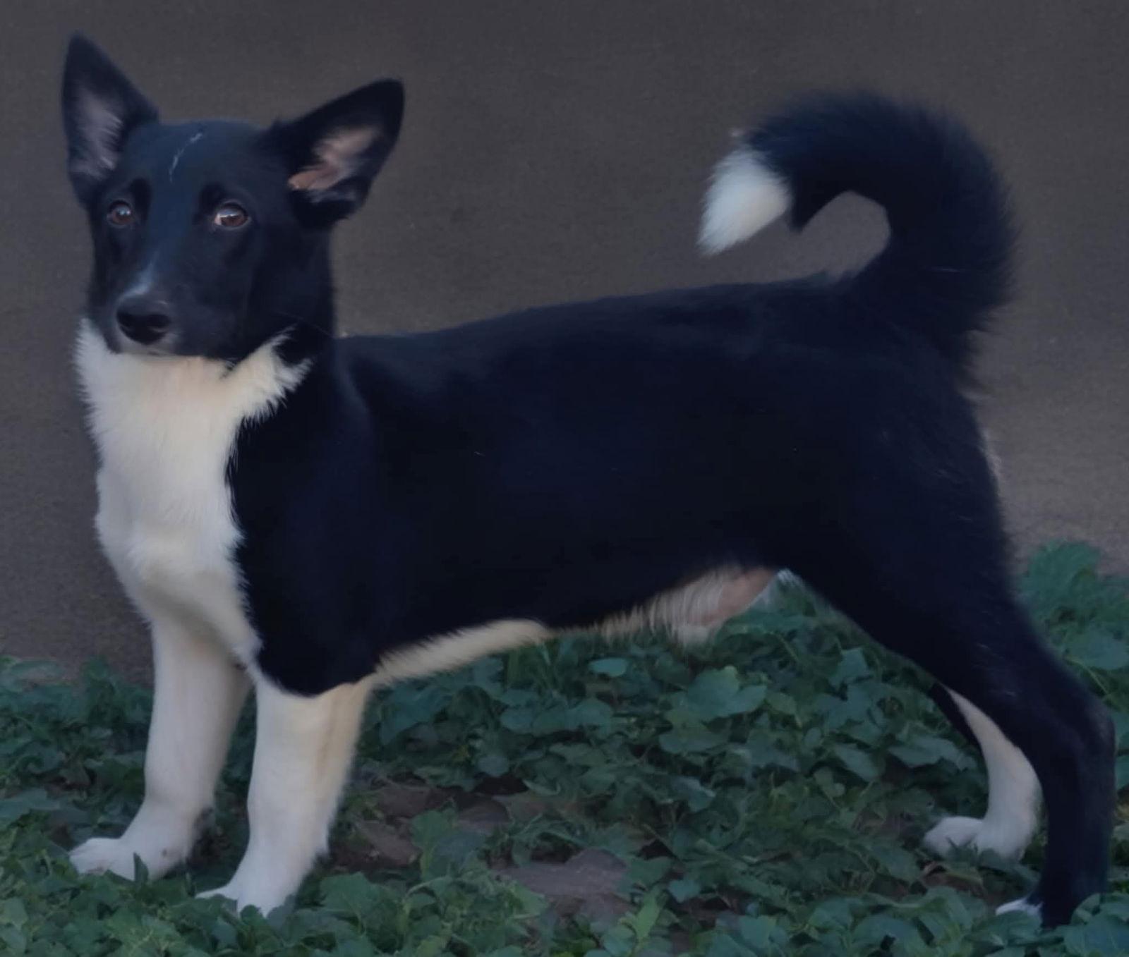 Keanu, Adopted, Young Male Corgi.