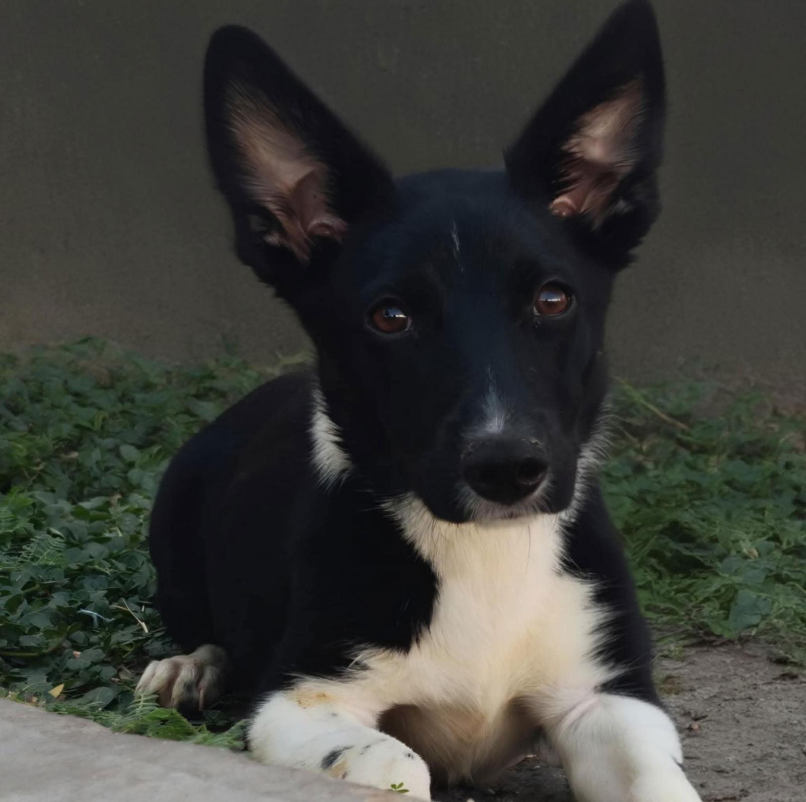 Keanu, a Adopted Corgi in Minneapolis, MN image 2/3
