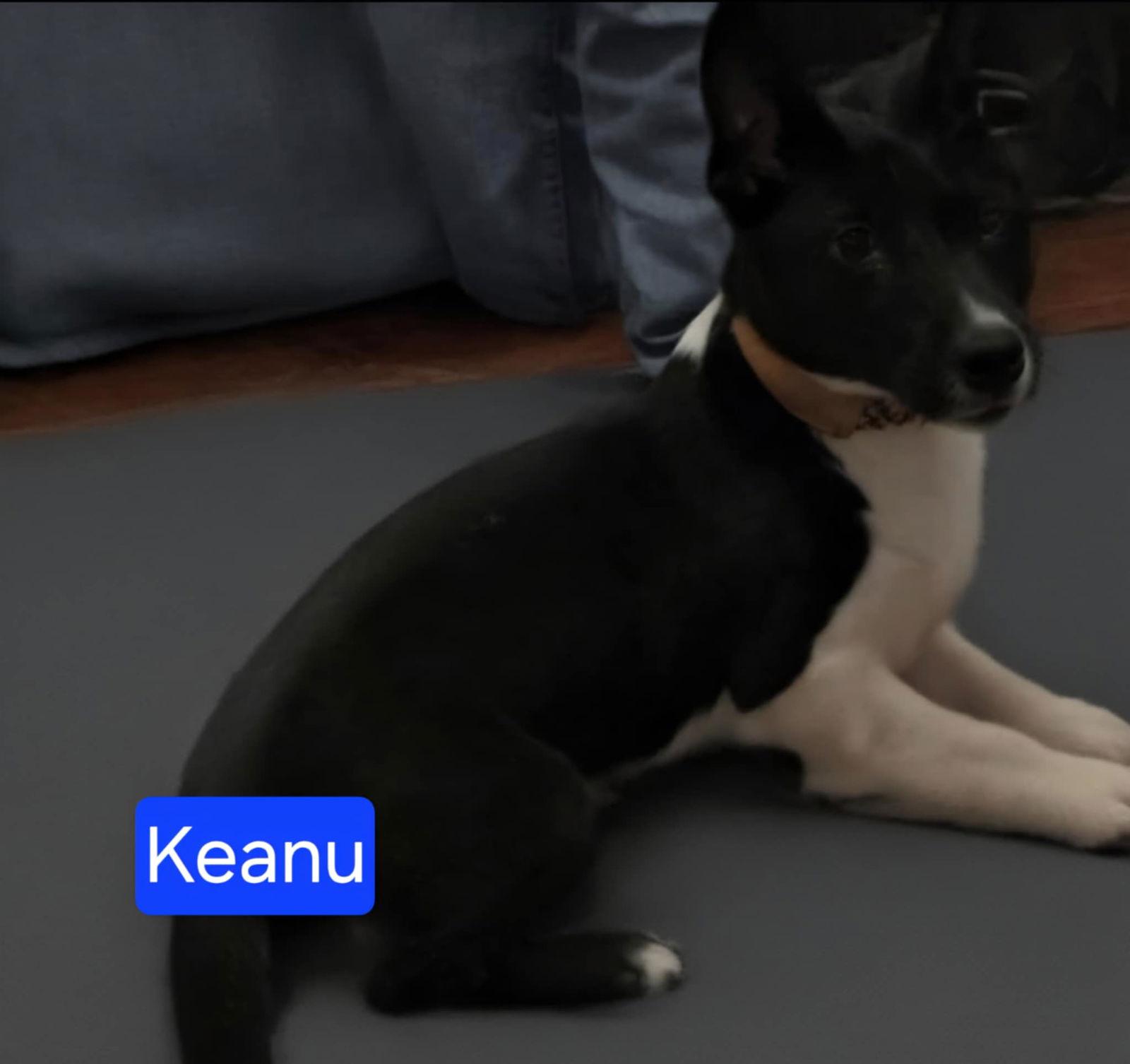 Keanu, a Adopted Corgi in Minneapolis, MN image 3/3