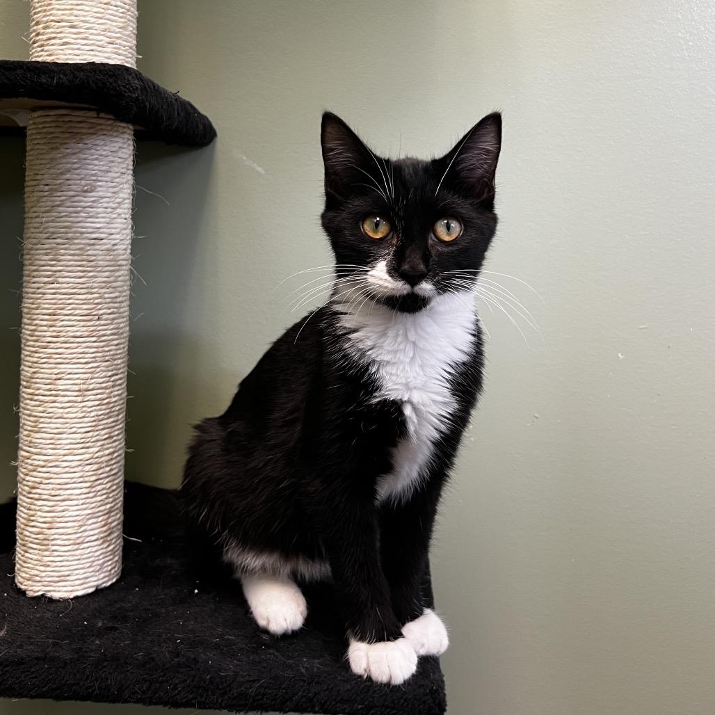 Patrick Star, Adoptable, Young Male Domestic Short Hair.