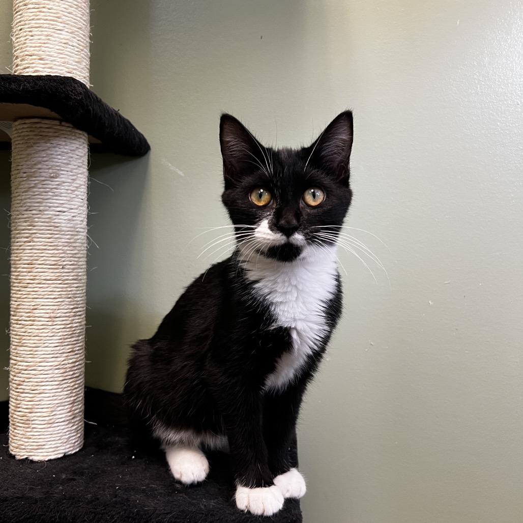 Patrick Star, a Adoptable Domestic Short Hair in Winchester, TN image 1/4
