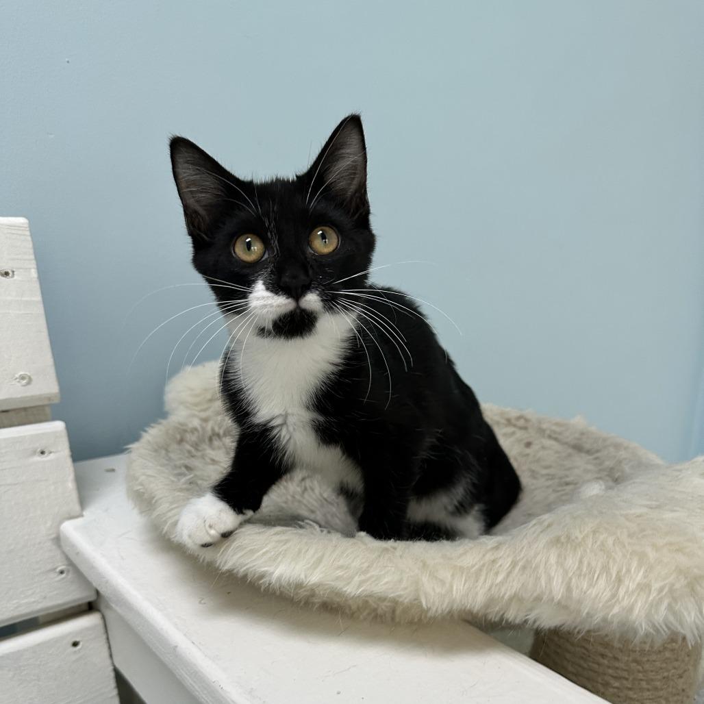 Patrick Star, a Adoptable Domestic Short Hair in Winchester, TN image 3/4