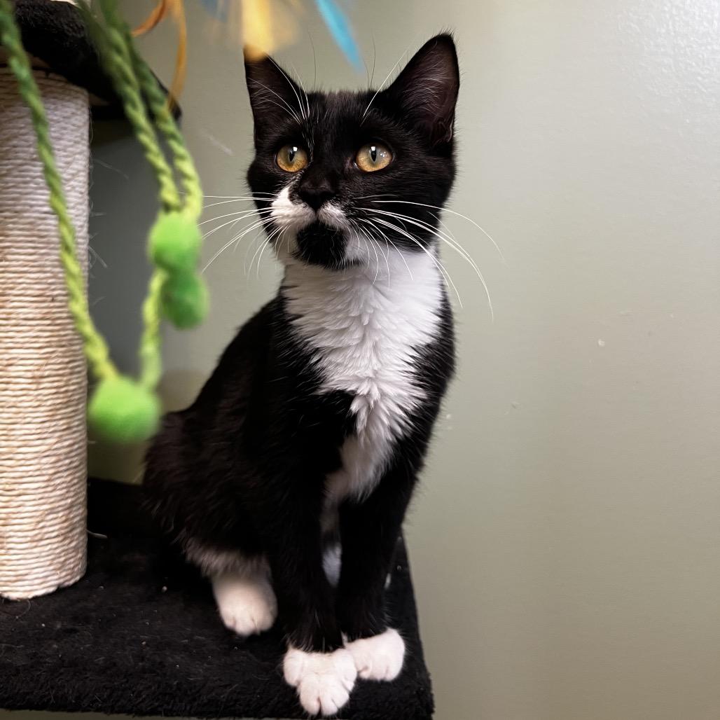 Patrick Star, a Adoptable Domestic Short Hair in Winchester, TN image 4/4