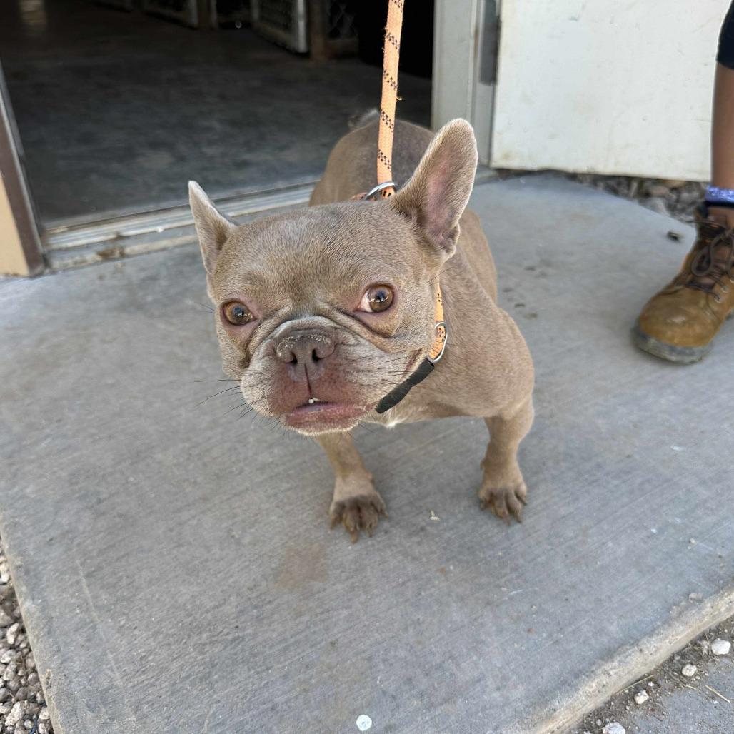 BUTTER BEAN, a Adoptable French Bulldog in Loves Park, IL image 2/6