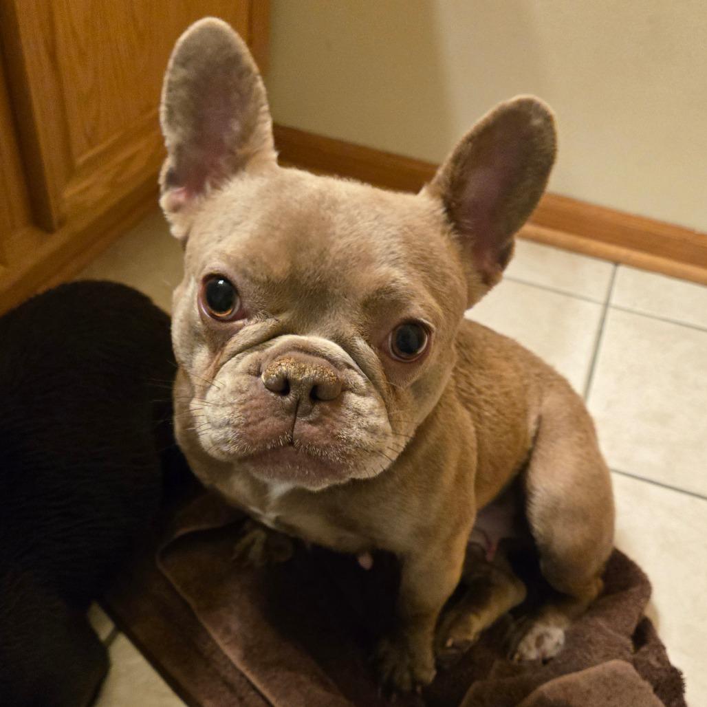 BUTTER BEAN, a Adoptable French Bulldog in Loves Park, IL image 3/6
