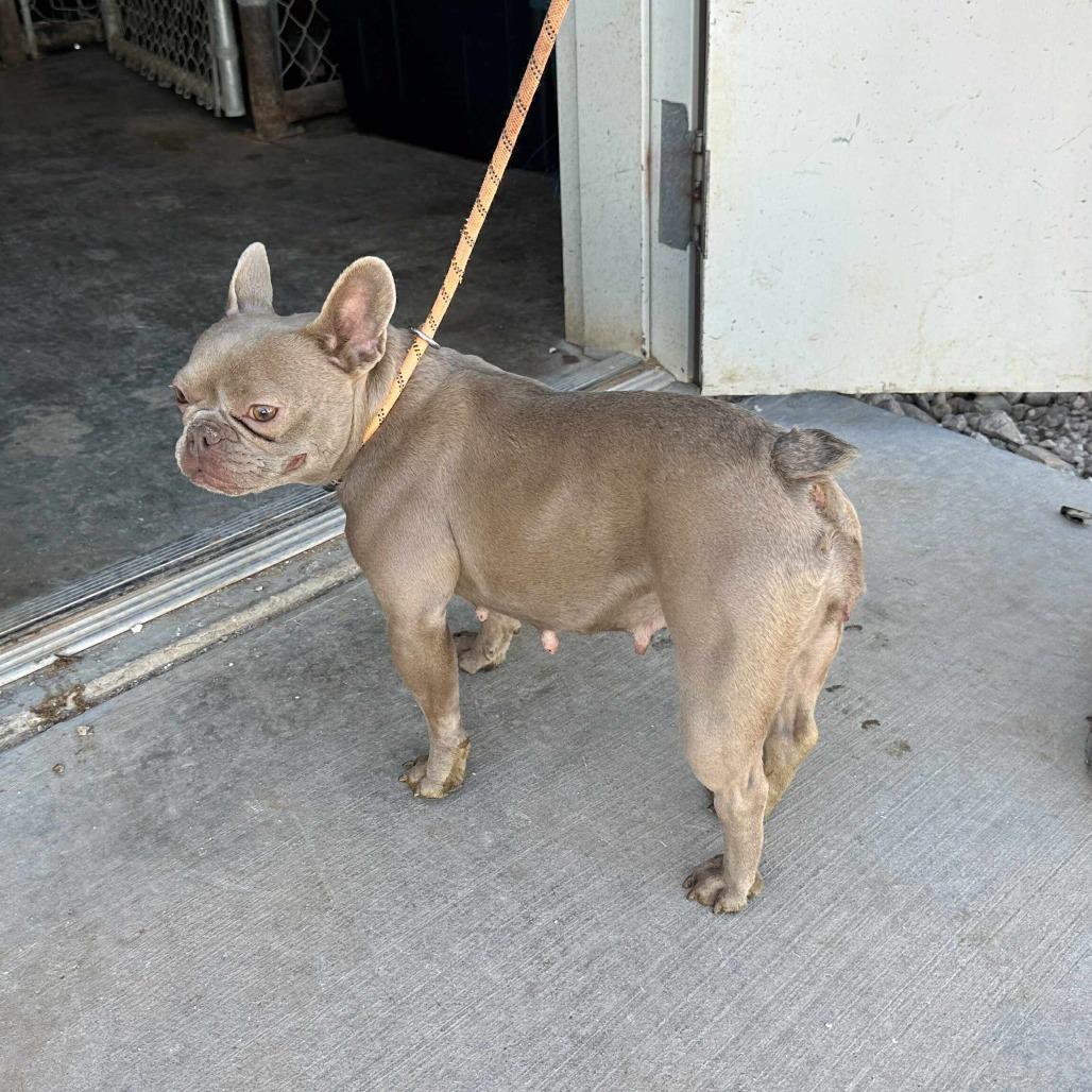 BUTTER BEAN, a Adoptable French Bulldog in Loves Park, IL image 4/6
