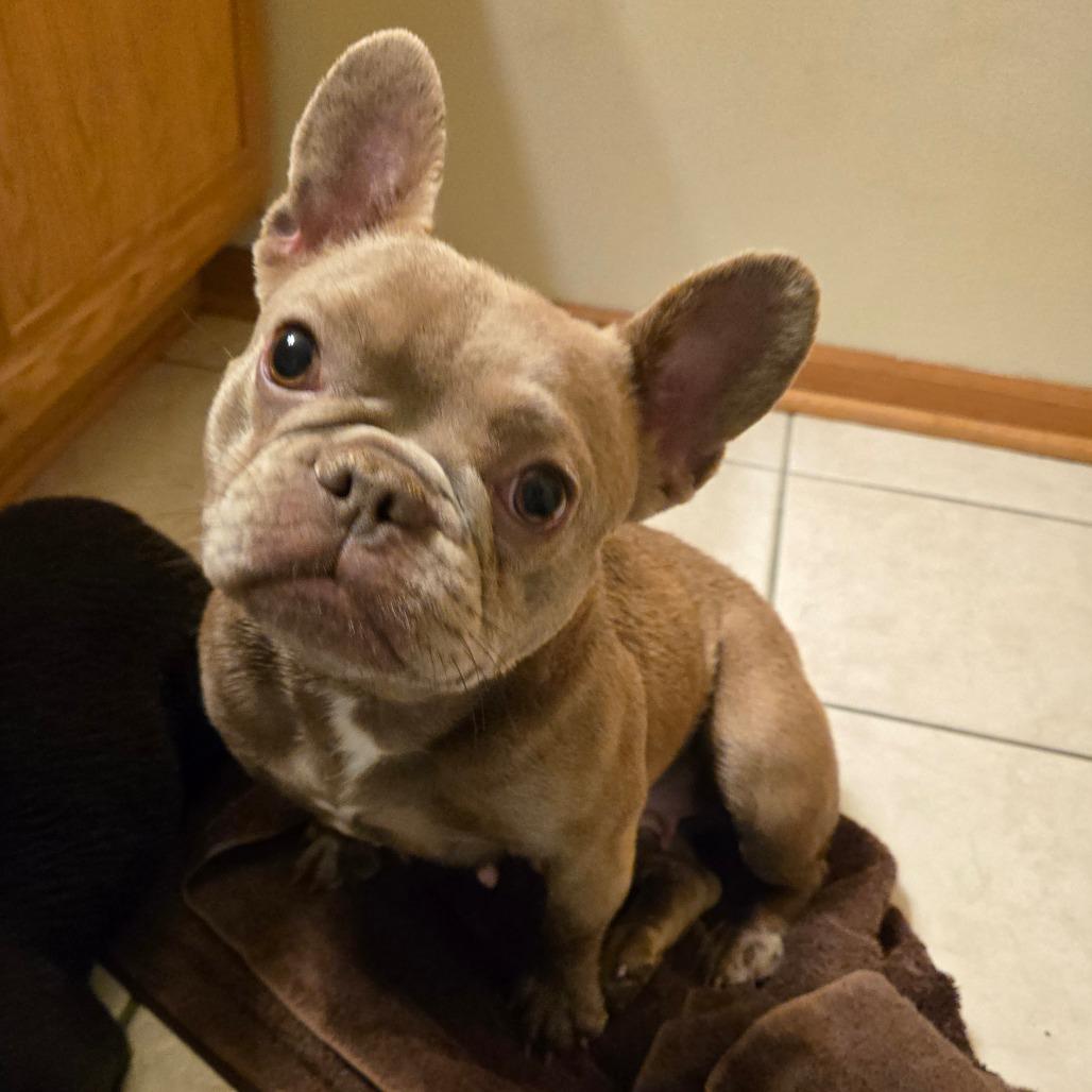 BUTTER BEAN, a Adoptable French Bulldog in Loves Park, IL image 5/6
