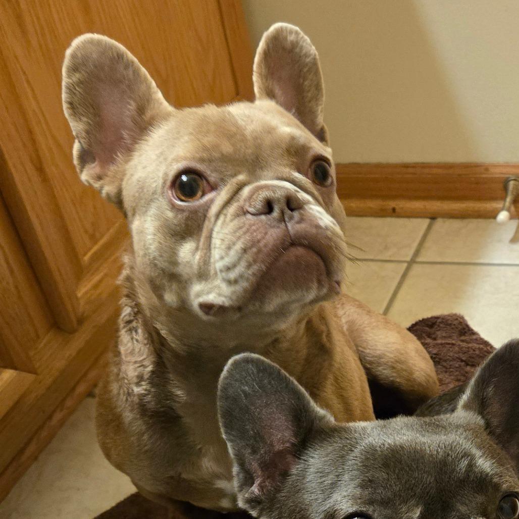 BUTTER BEAN, a Adoptable French Bulldog in Loves Park, IL image 6/6