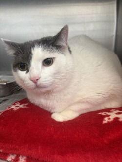 Enlarge CA 127 Meoko, a Adoptable Domestic Short Hair in Glen Allen, VA image 1/1